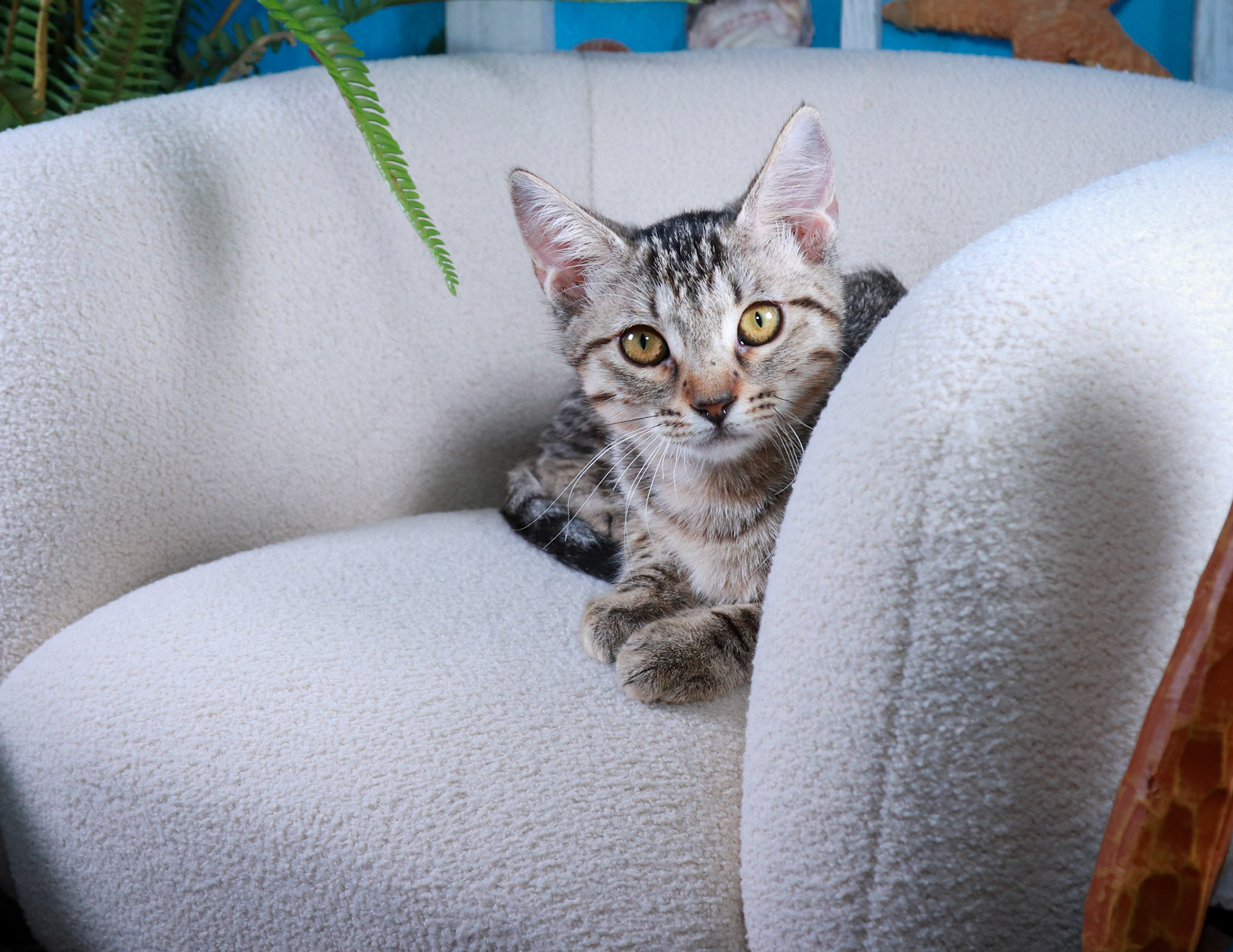 Chloe (F-DSH-Tabby)