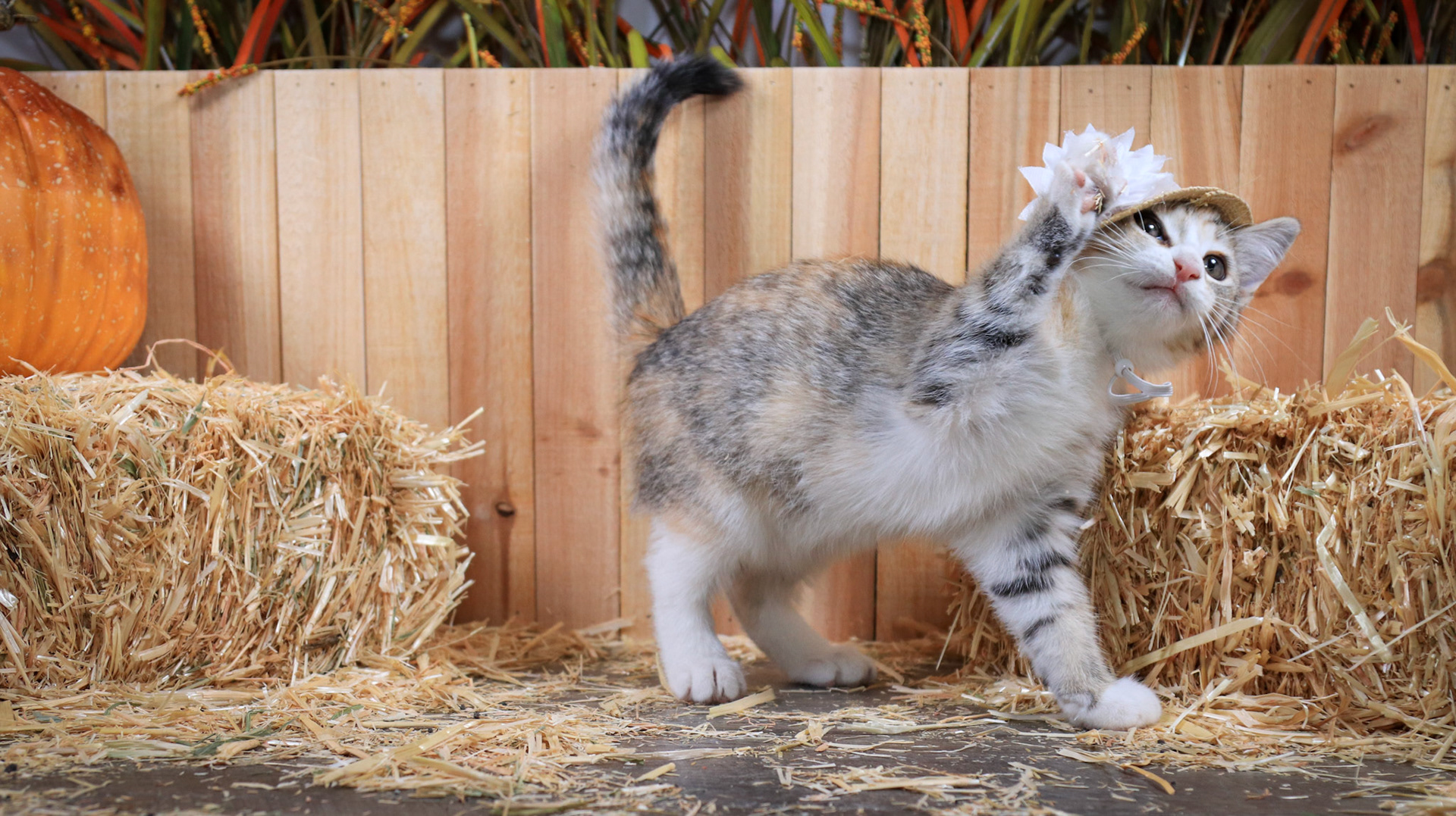 Sabine (F-DSH-Tabico)