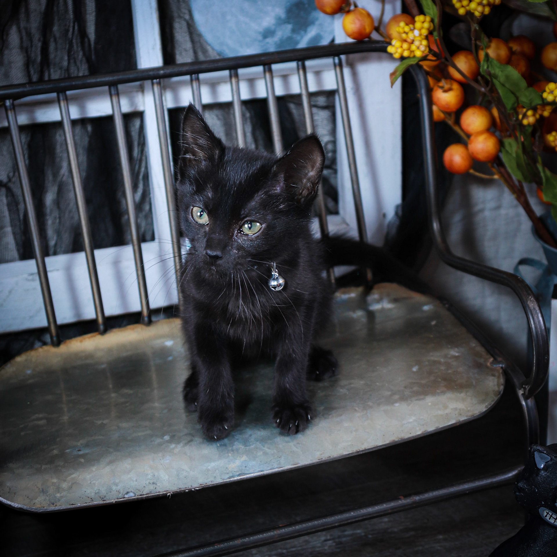 Bibbidi (F-DSH-Black)