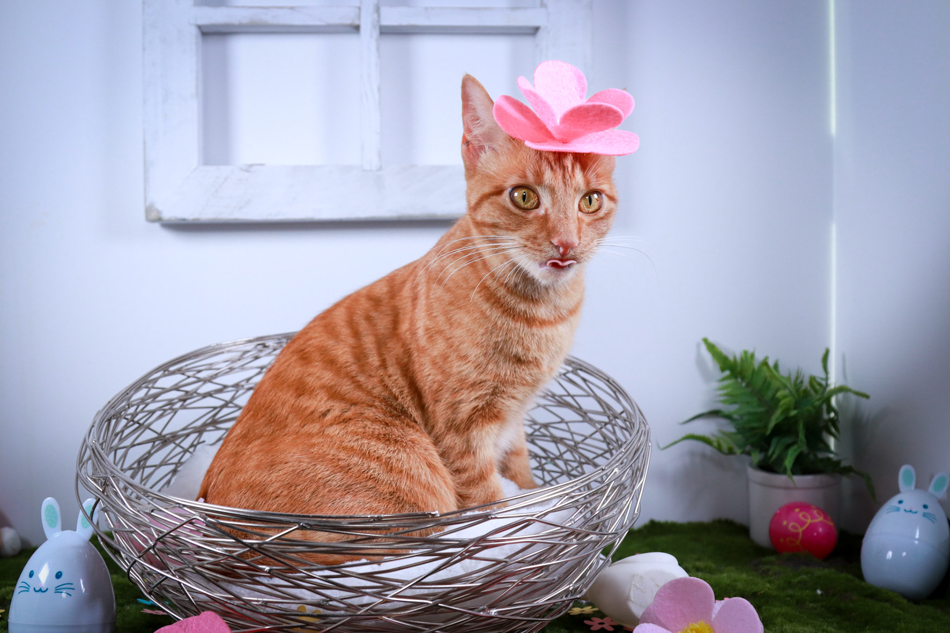 Peaches (F-DSH-Ginger/Tabby)
