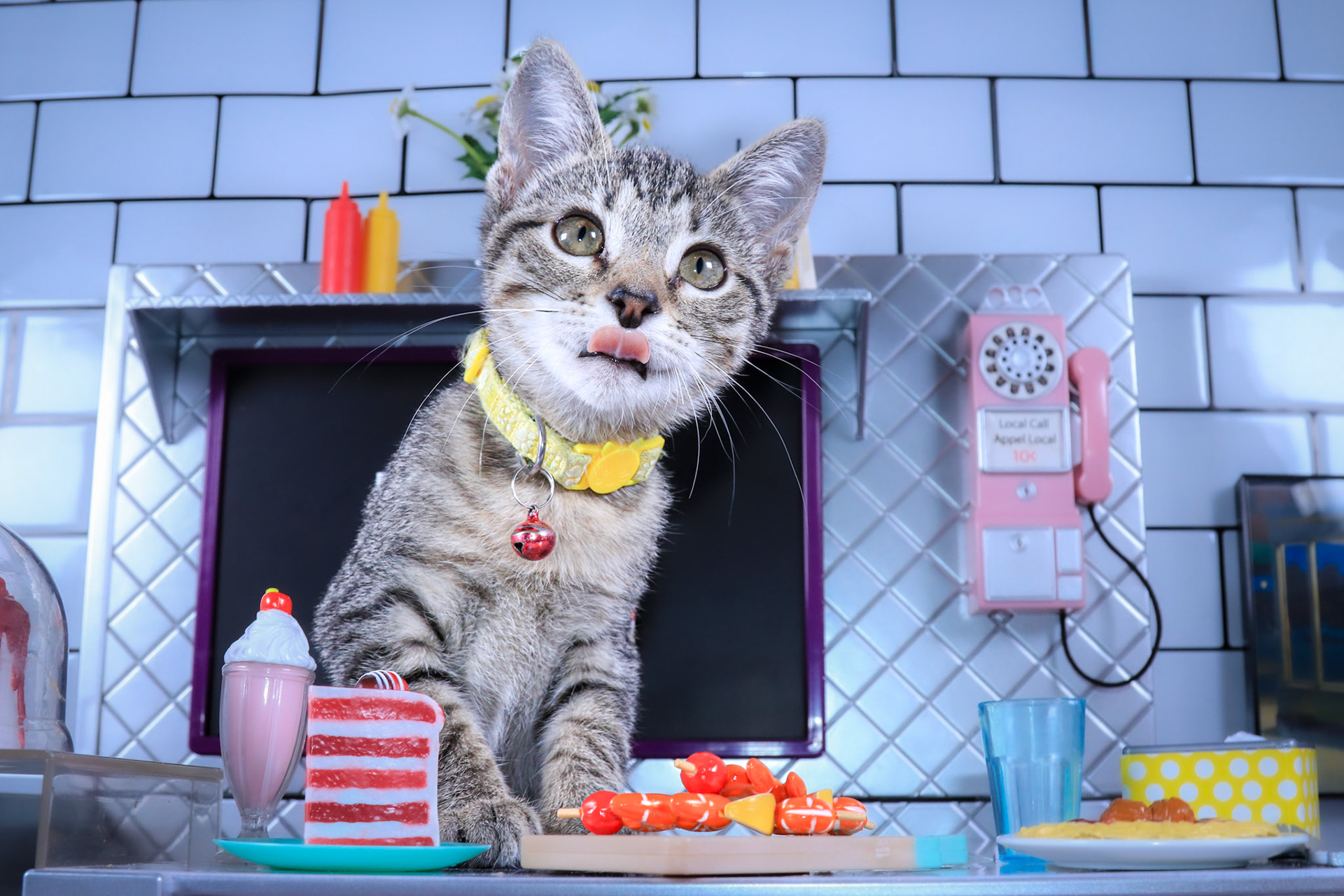 Alice (F-DSH-Tabby)