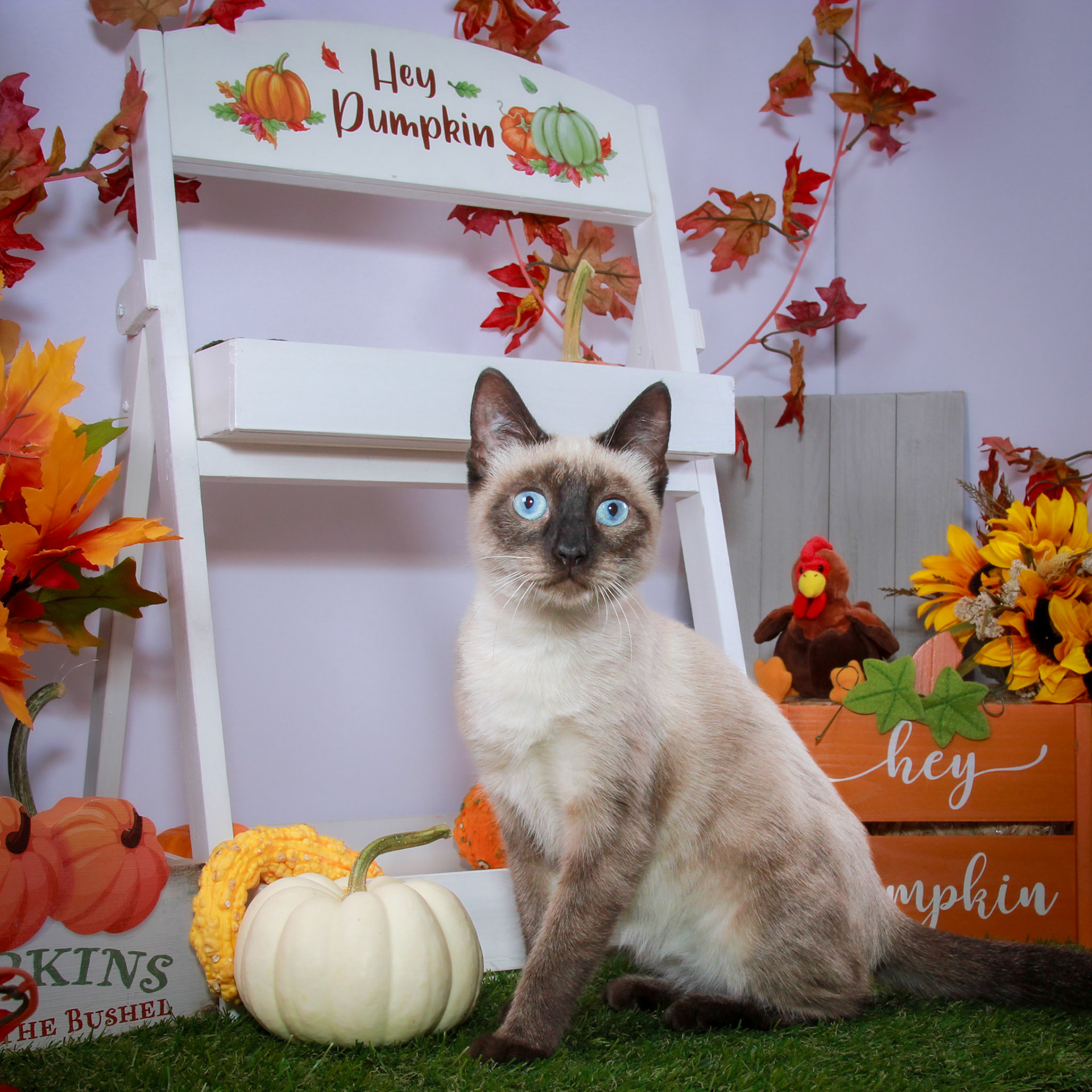 Rosie (F-DSH-Seal Point Siamese)