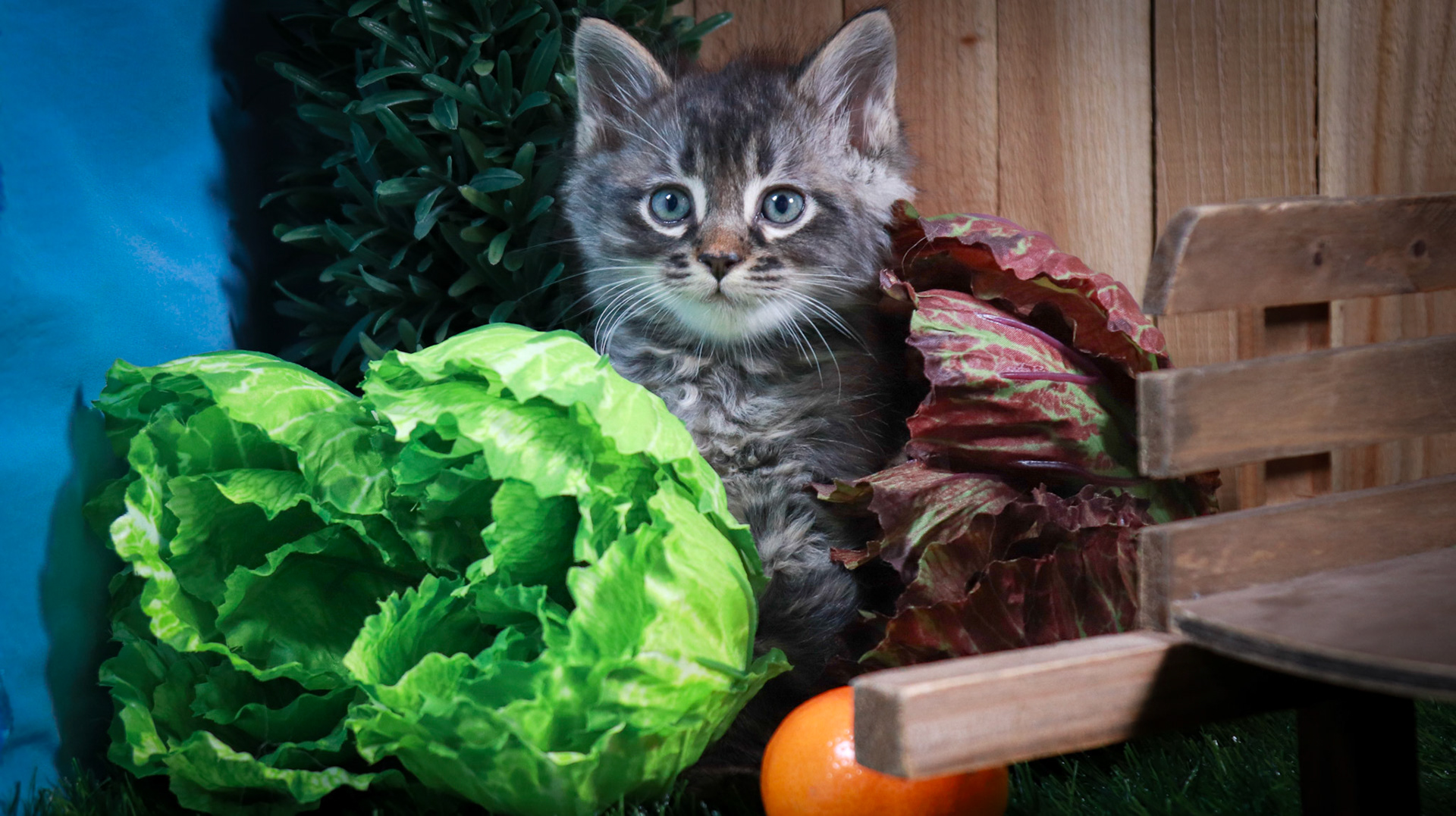 Stormy (M-DLH-Grey/Tan/Tabby)