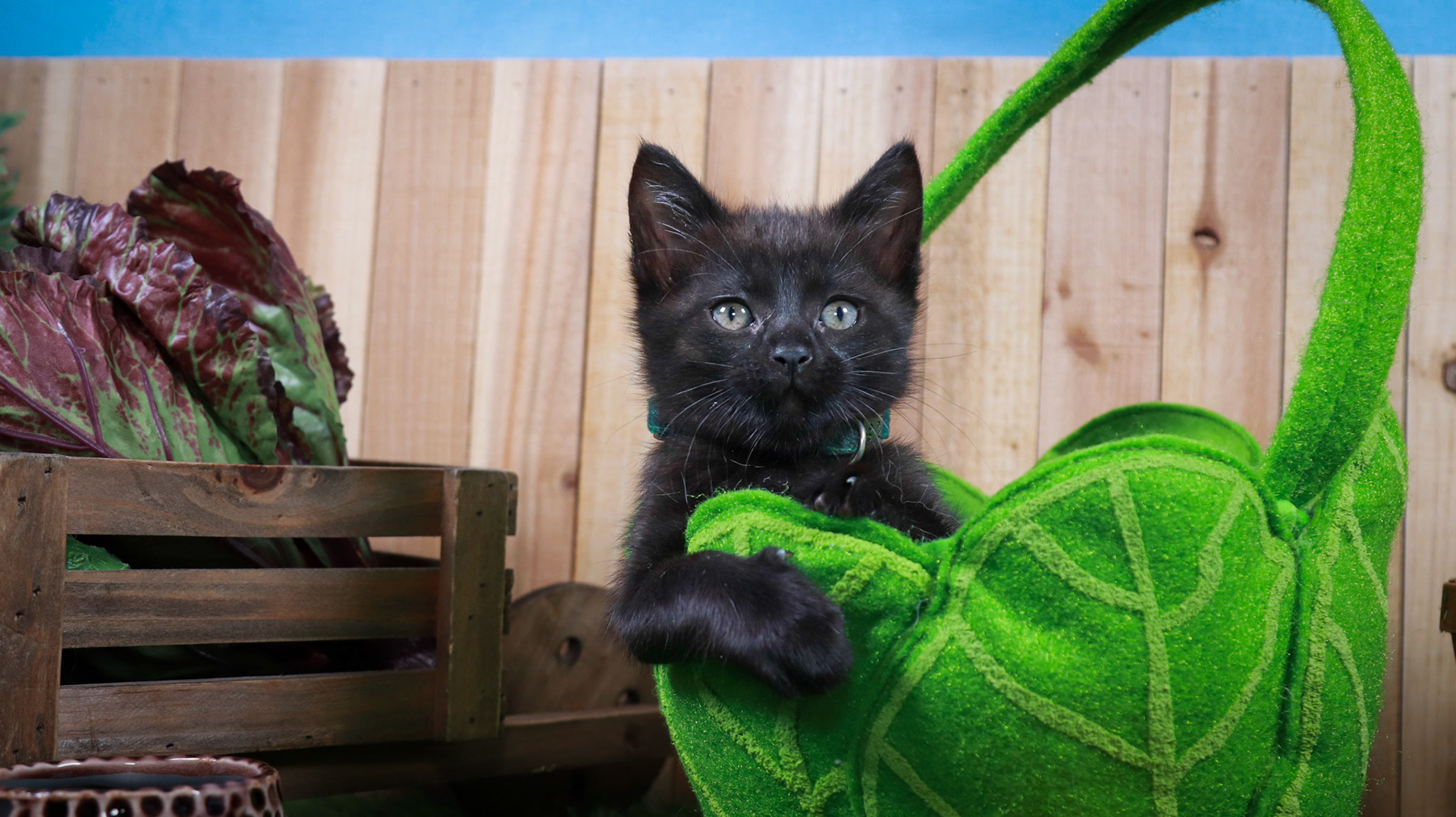 Clover (F-DSH-Black)