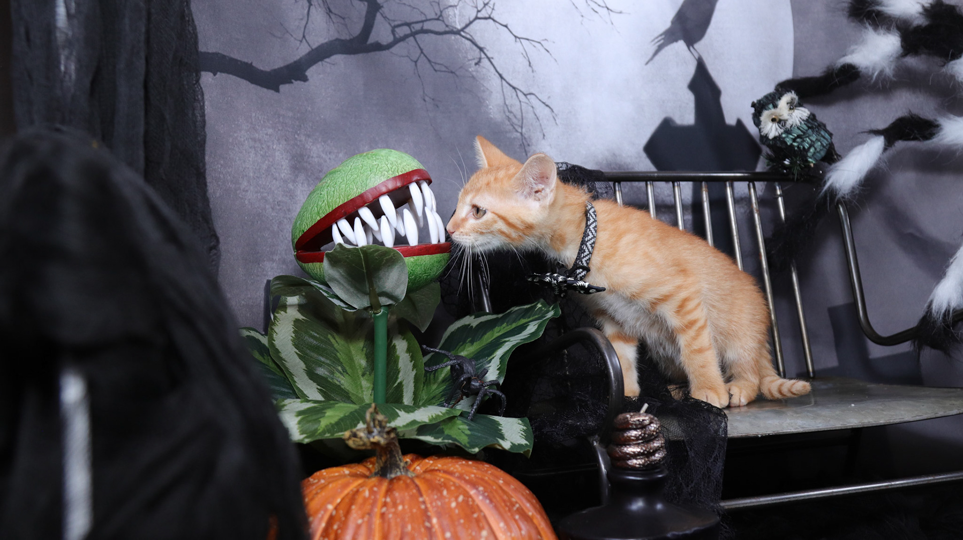 Arlo (M-DSH-Ginger)