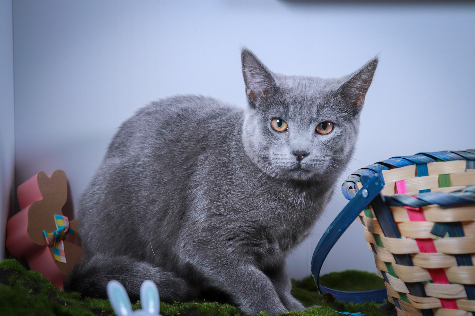 Moose (M-DSH-Russian Blue)