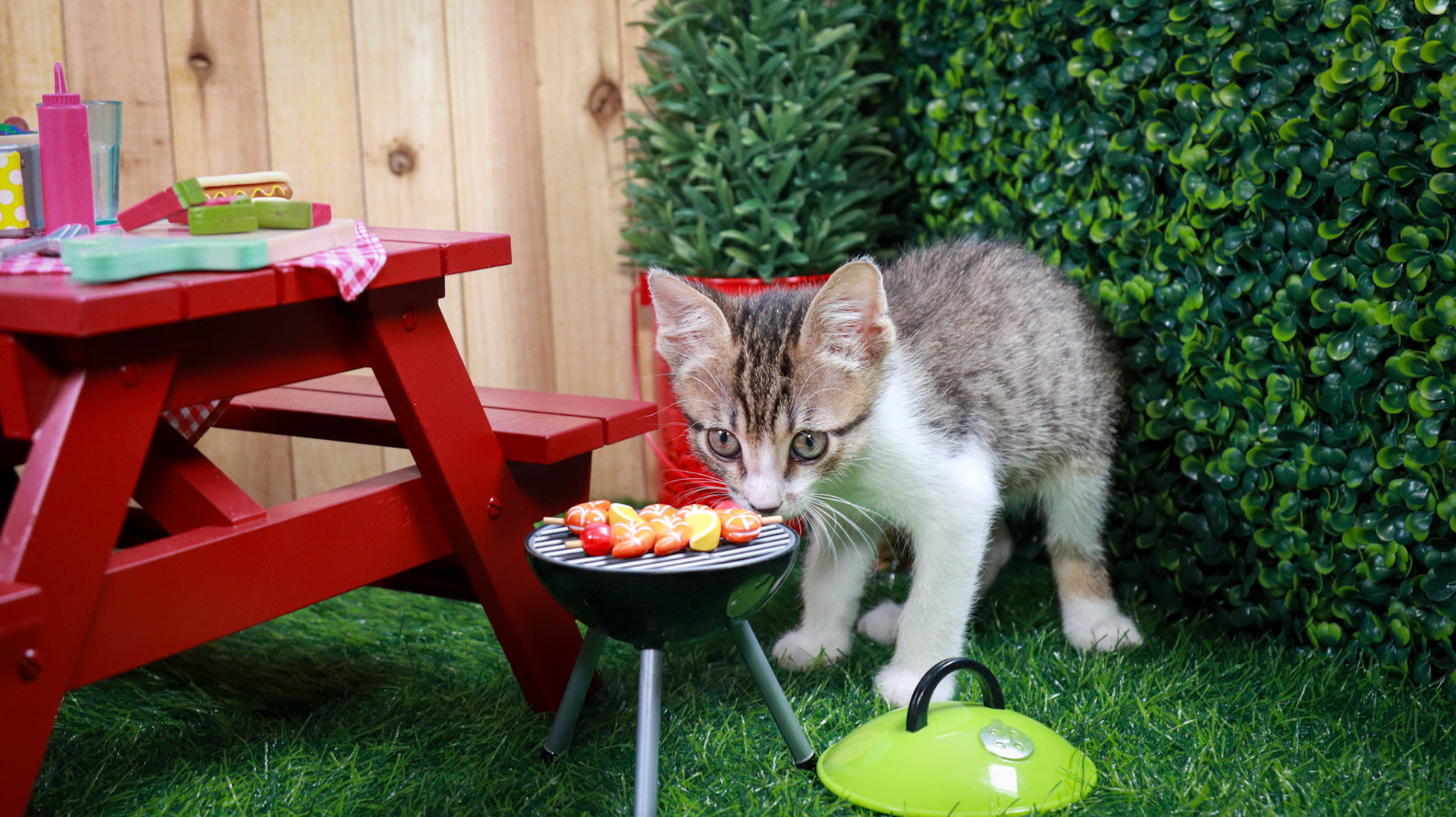 Eragon (M-DSH-Tabby/White)