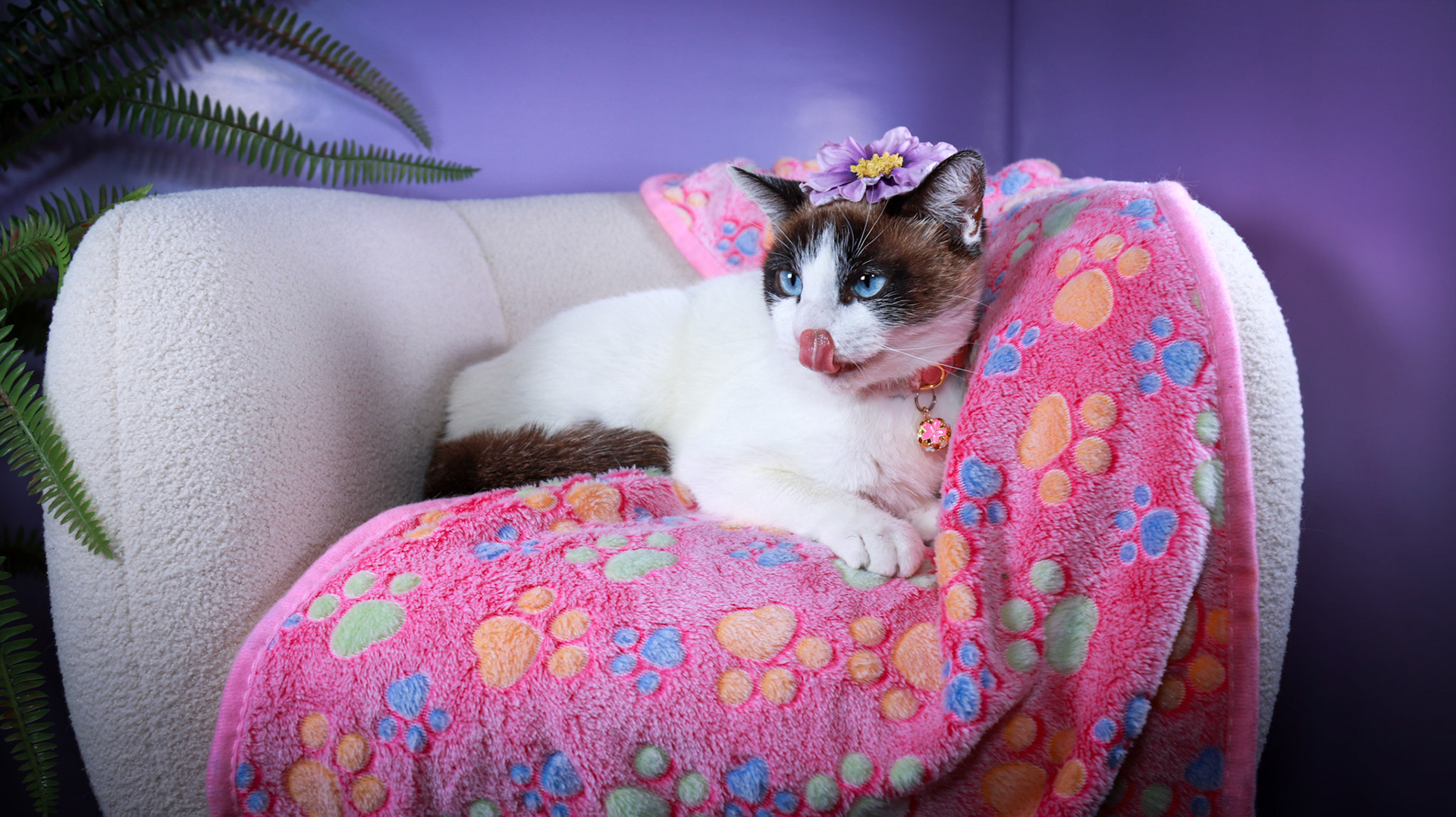 Kilala (F-DSH-Snow Shoe Siamese)