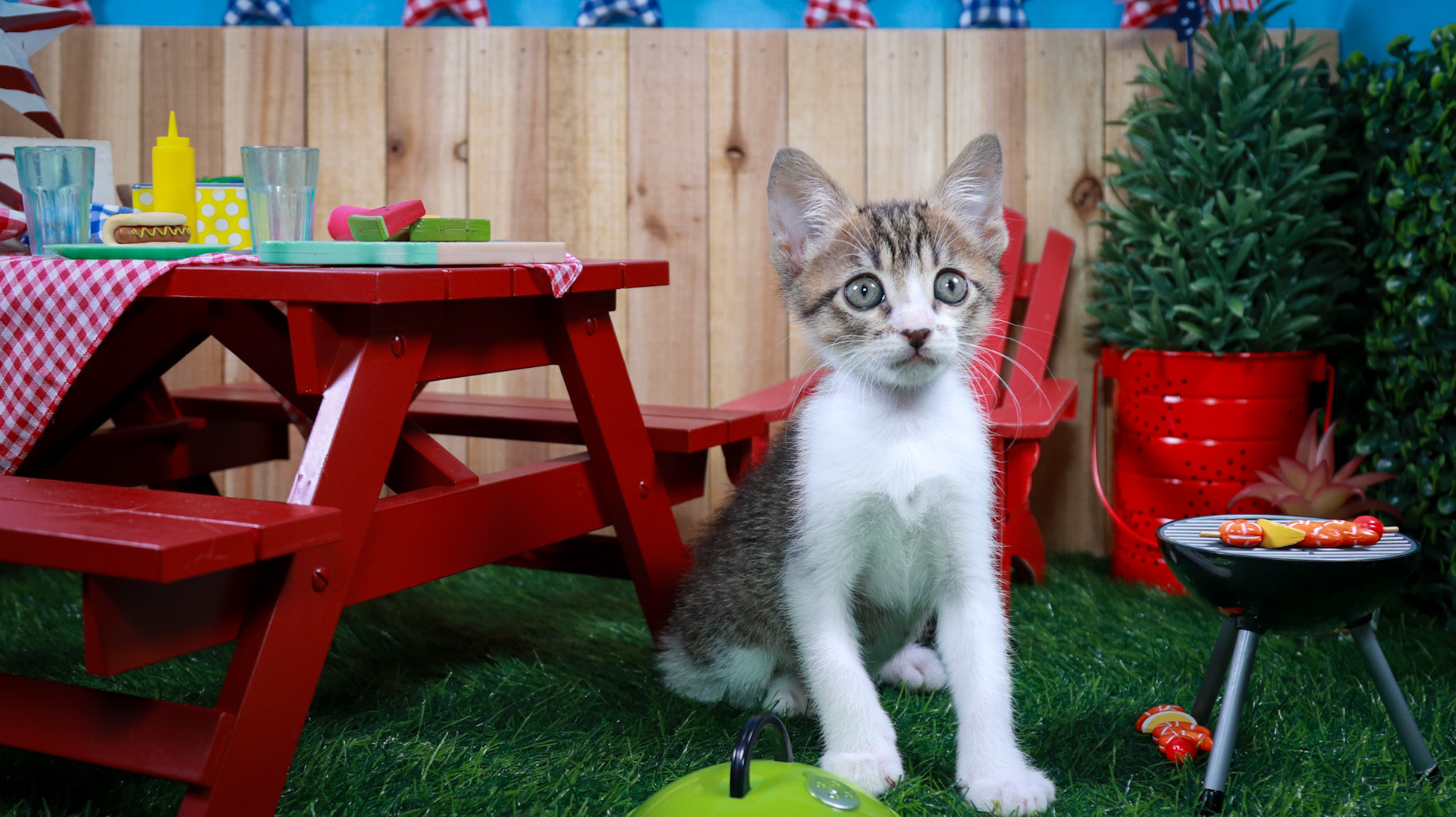 Eragon (M-DSH-Tabby/White)