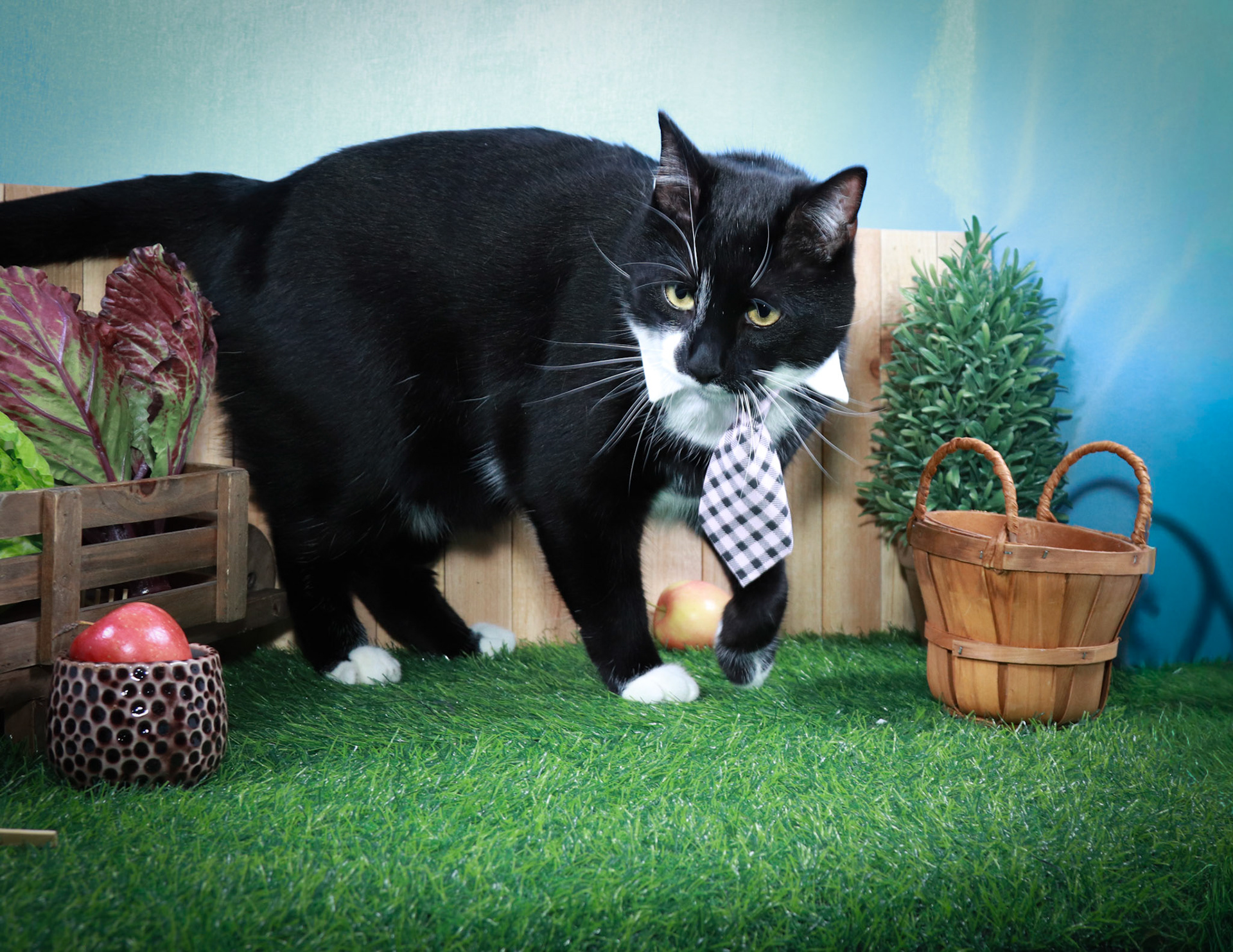 Gil (M-DSH-Black/White/Tuxie)