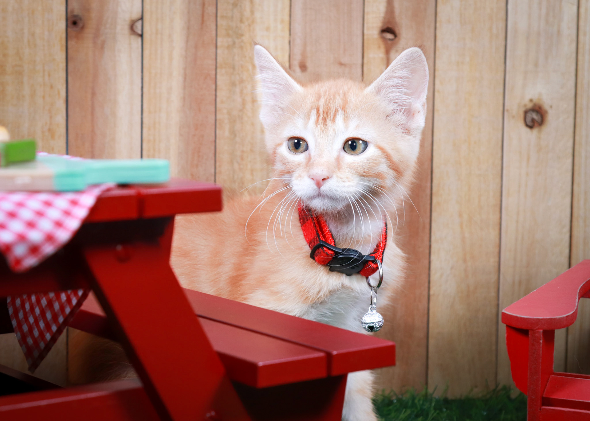 Chilli (M-DSH-Ginger)
