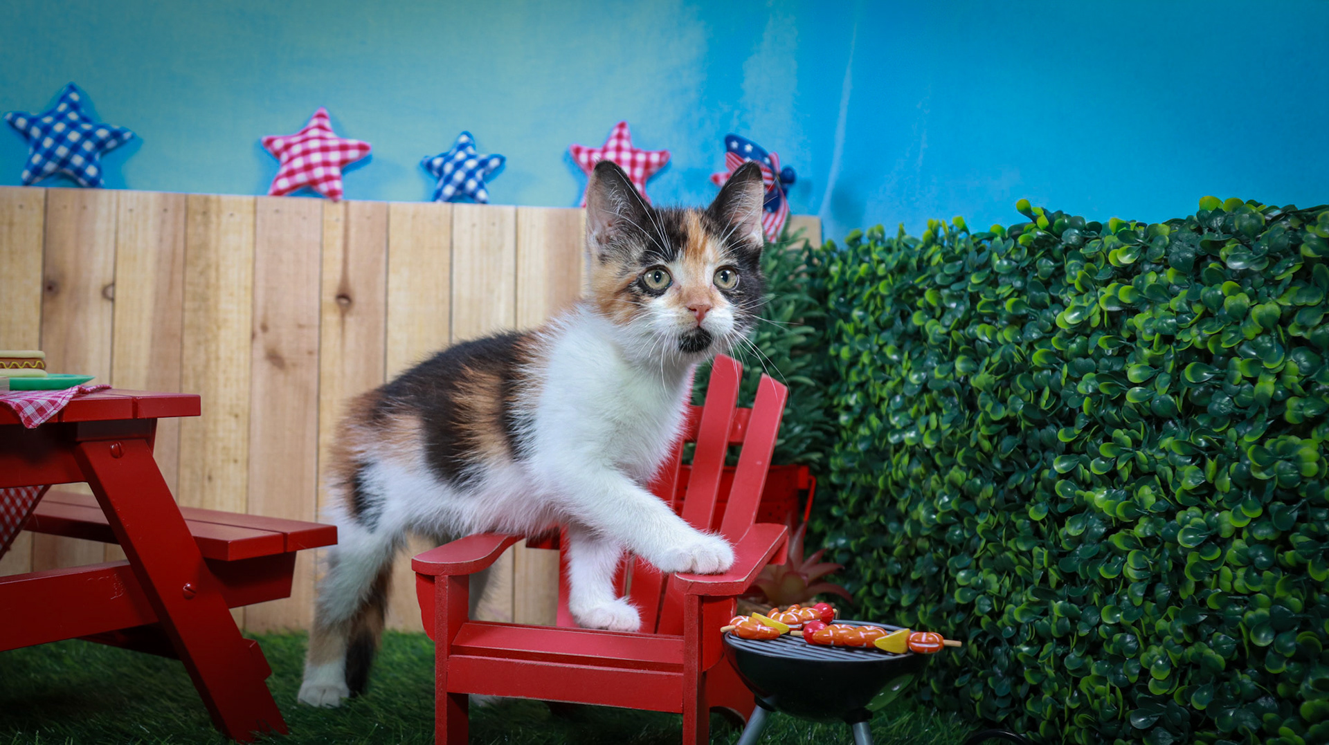 Calypso (F-DSH-Calico)