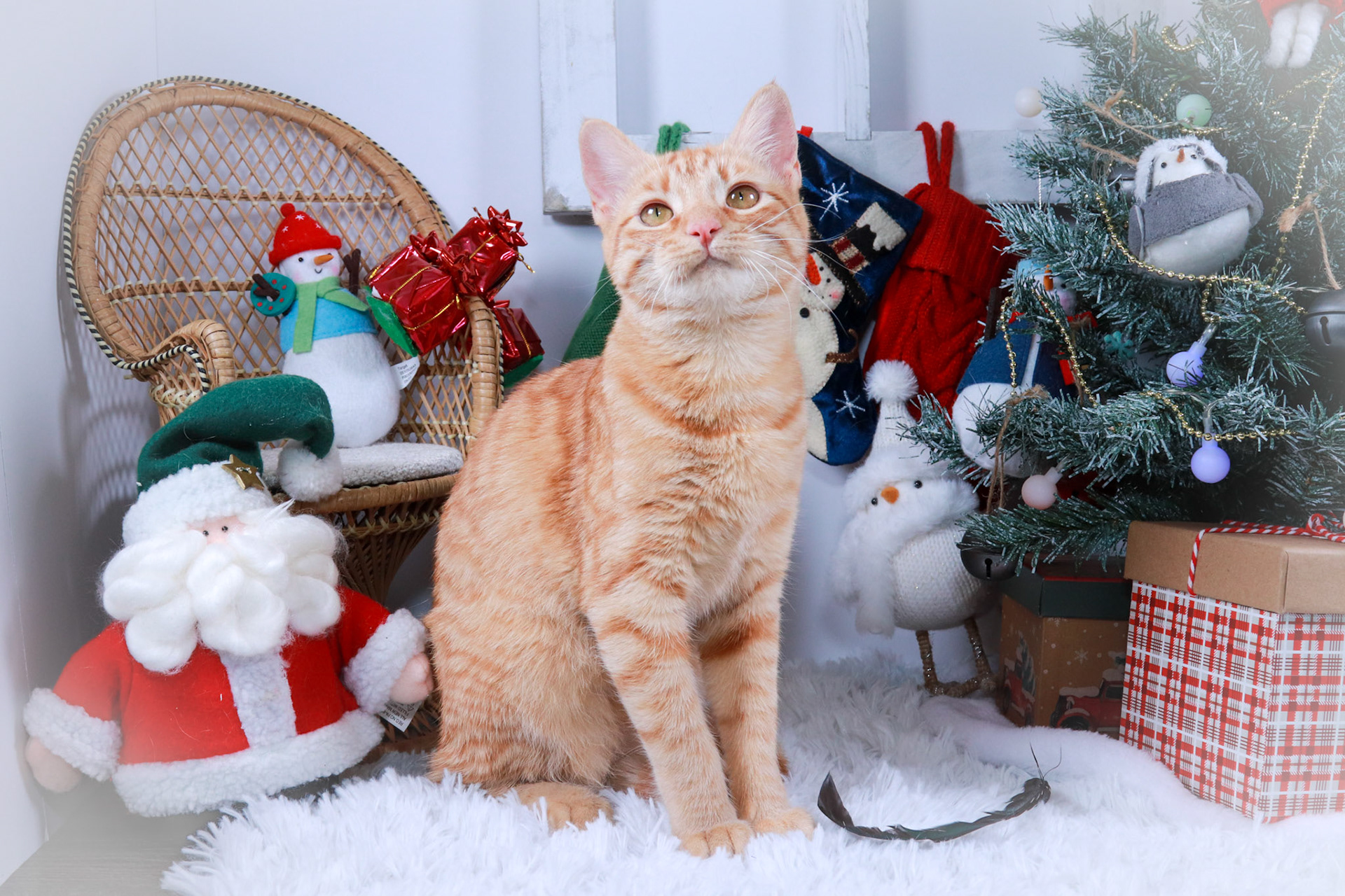 Barbie (F-DSH-Ginger)