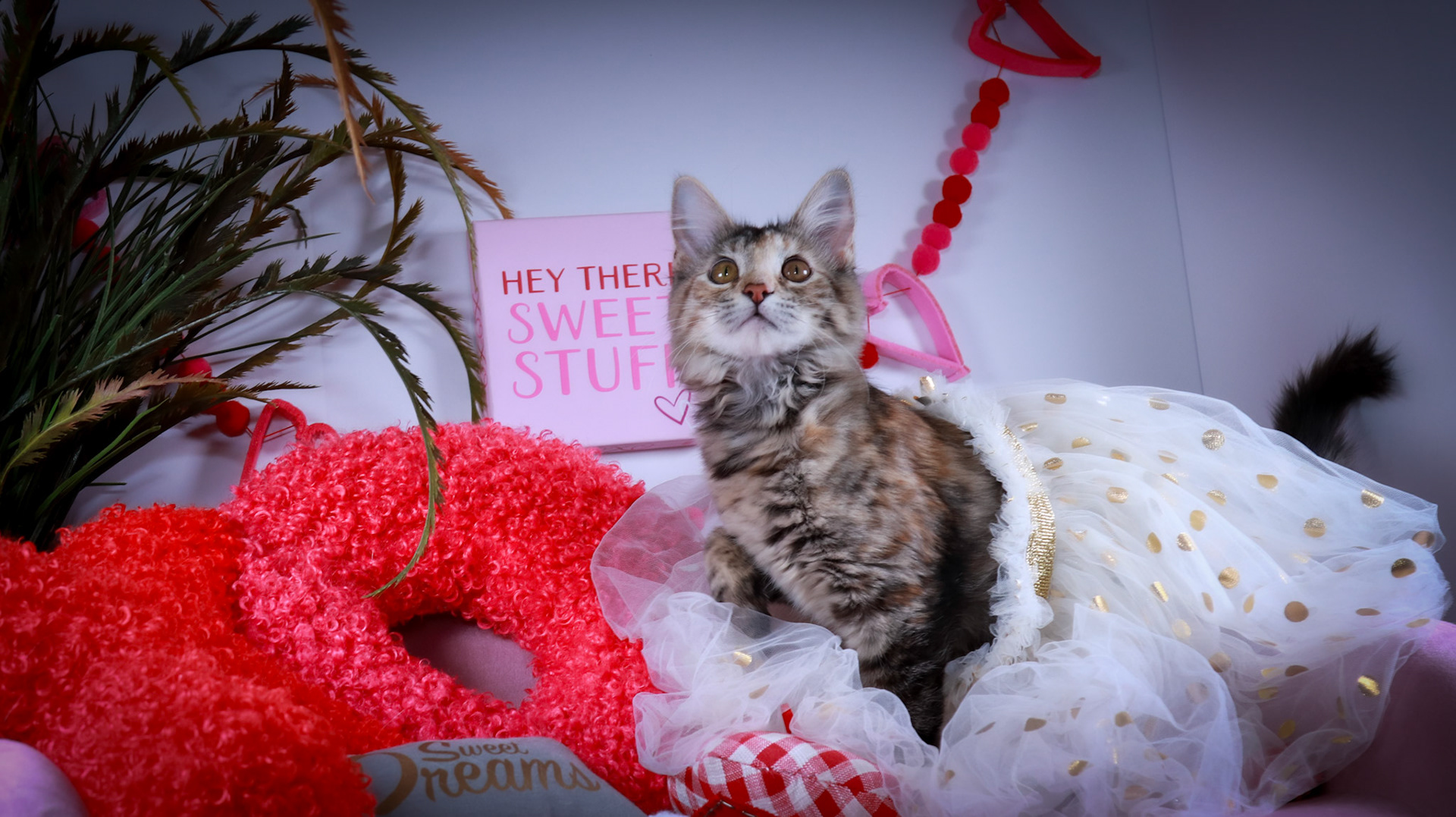 Cheryl (F-DSH-Torbie)