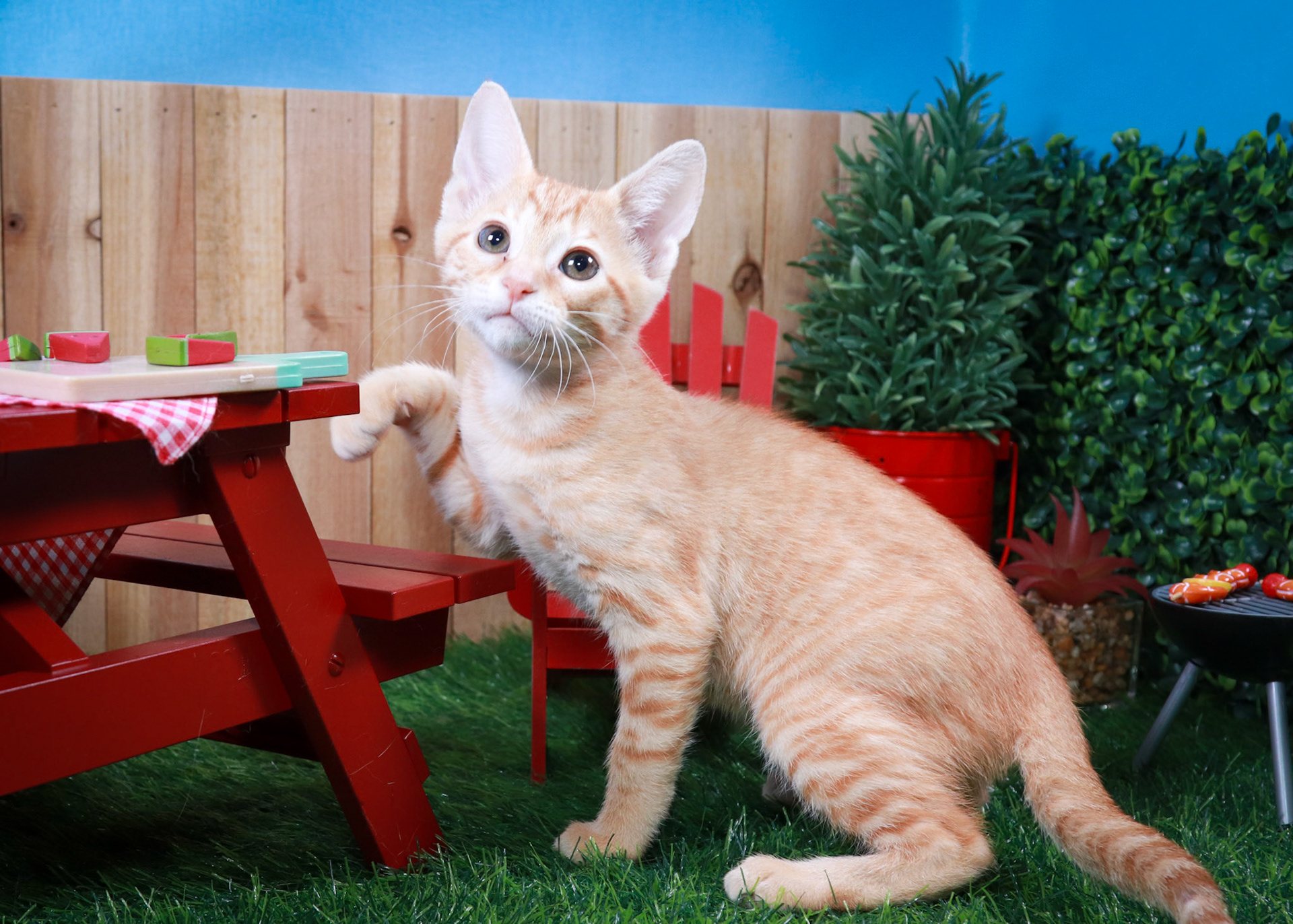 Blossom (F-DSH-Ginger)