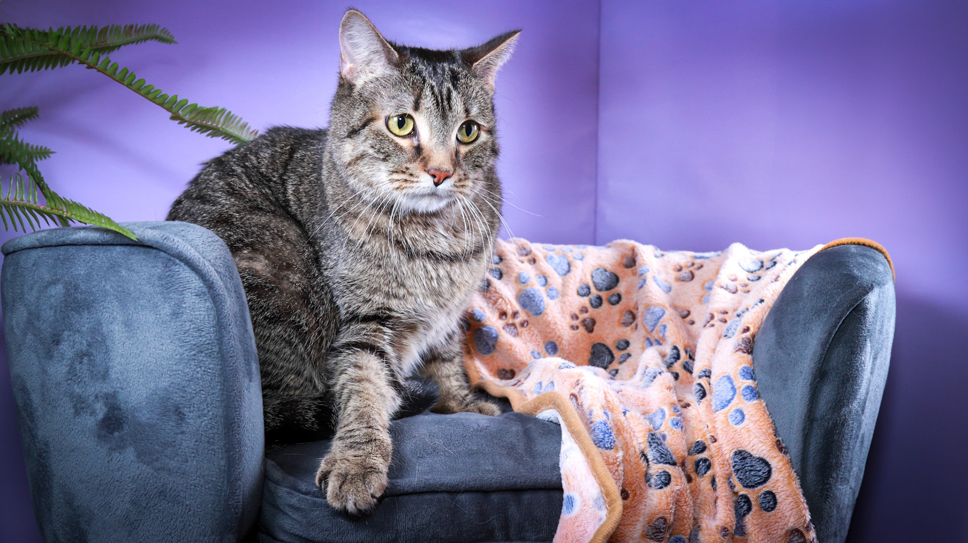 Timmy (M-DSH-Brown/Tabby)