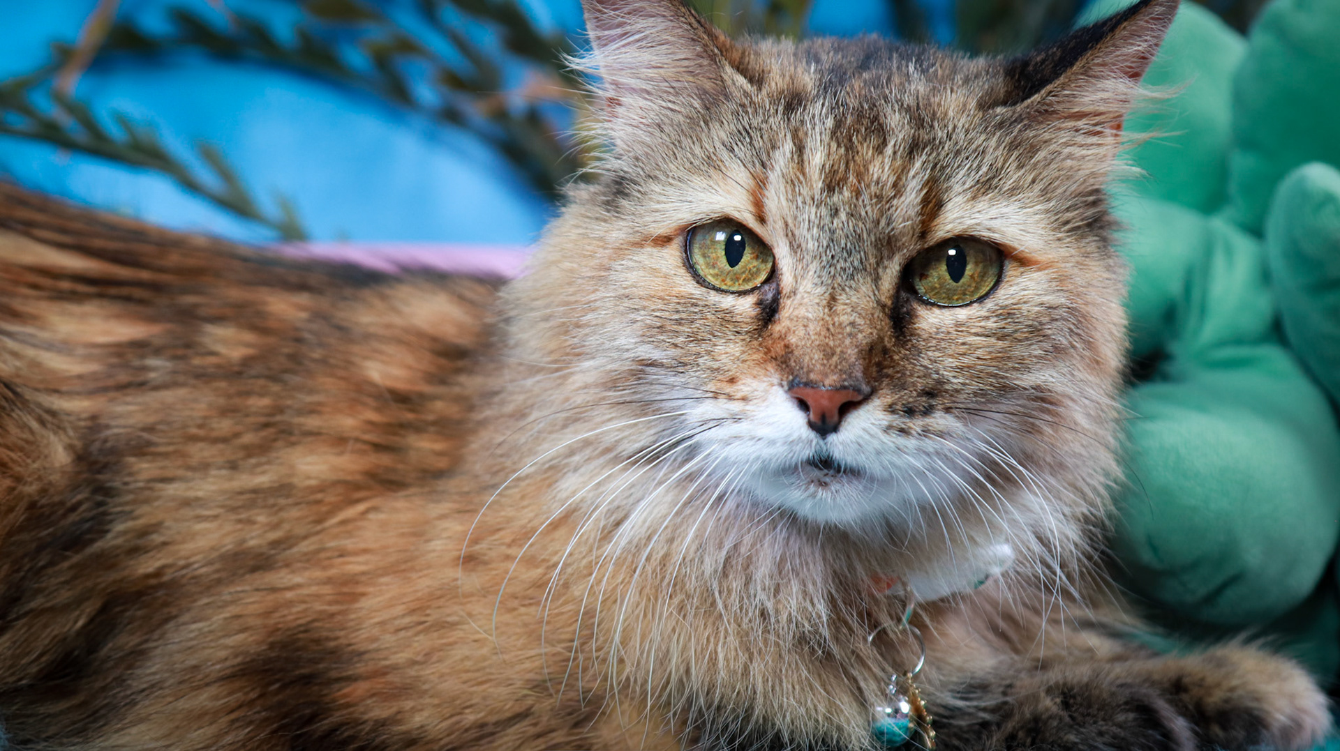 Anda (F-DLH-Brown/Tabby/Manx)