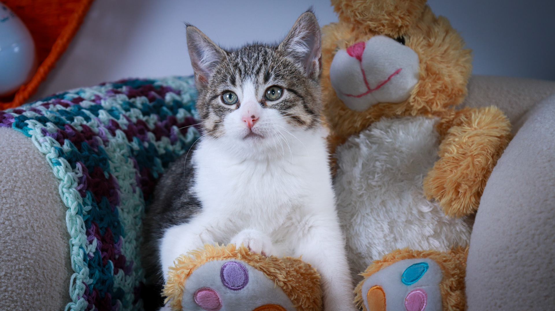 Gus (M-DSH-Tabby/White)
