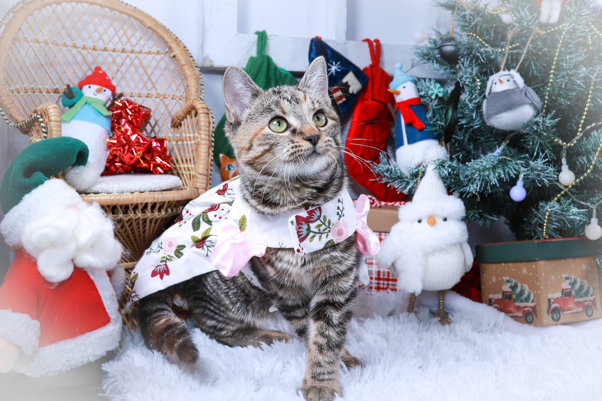 Jillybelle (F-DSH-Tabby)