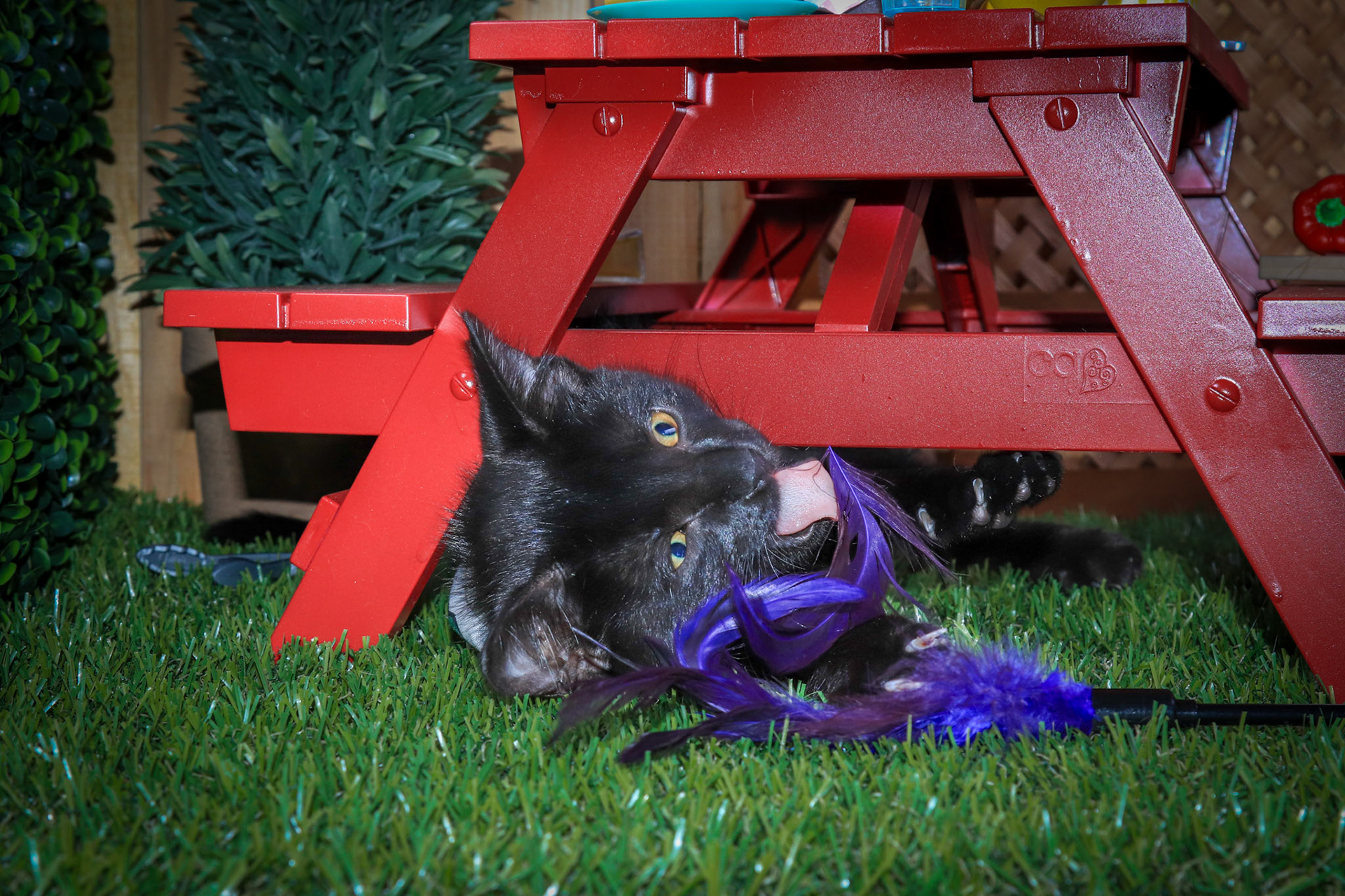 Nox (M-DSH-Black)