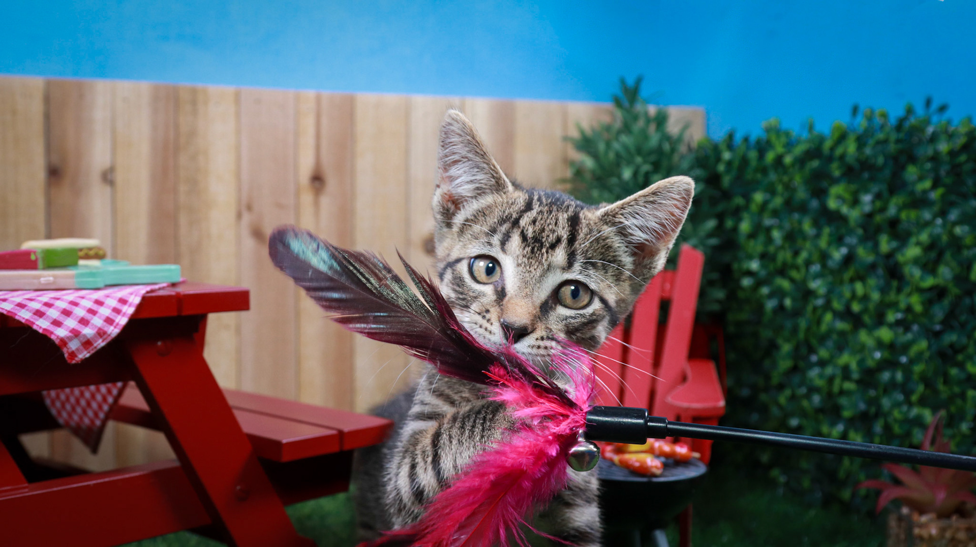 Bootstrap Bill Turner (M-DSH-Tabby)