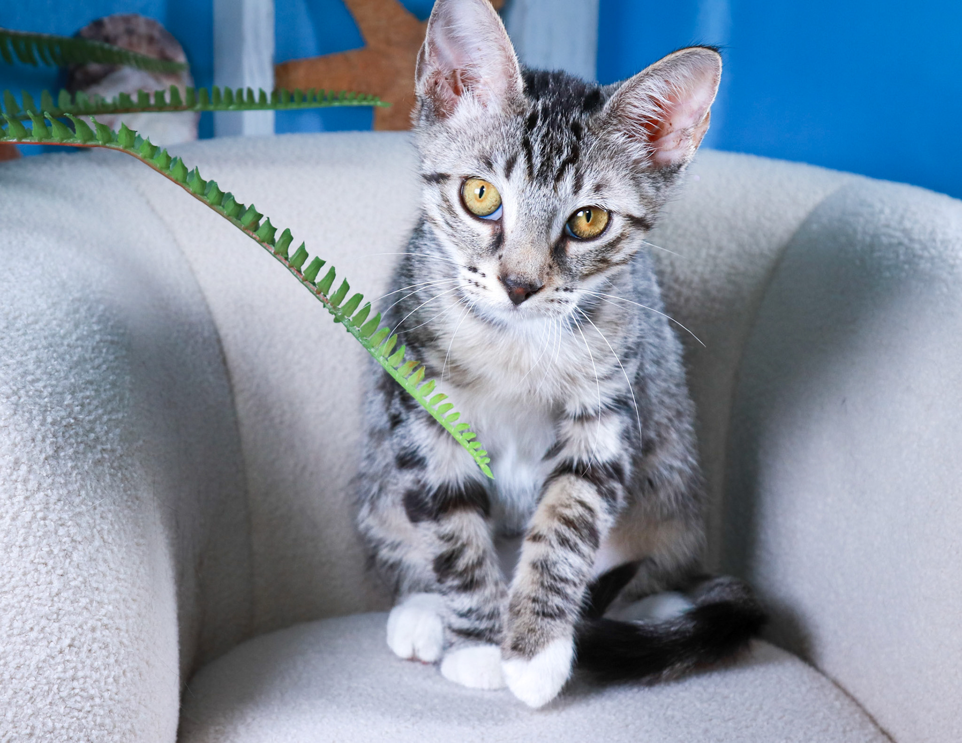 Whitefoot (F-DSH-Tabby/White)