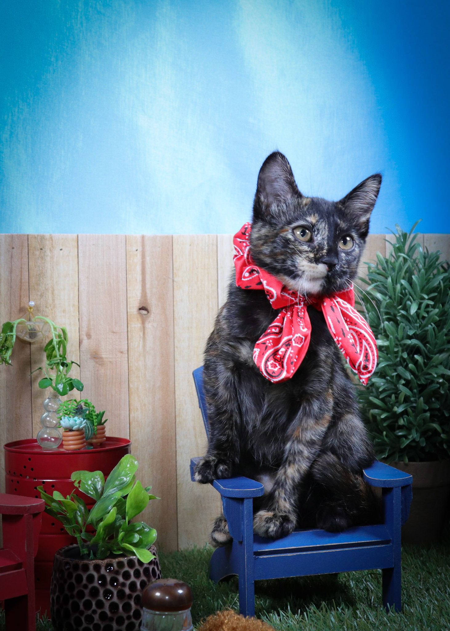 Aruna (F-DSH-Tortie)