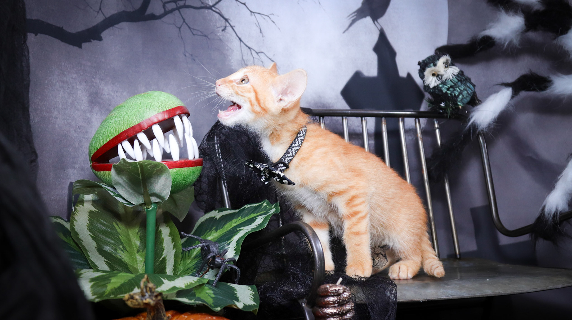 Arlo (M-DSH-Ginger)