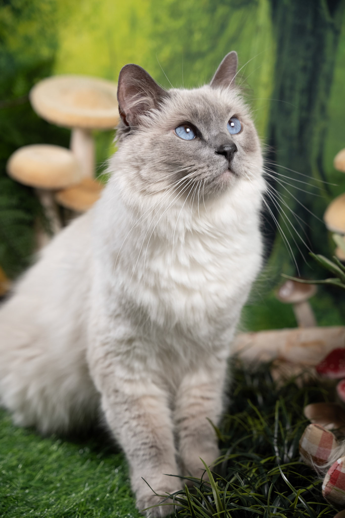 Luey (M-DLH-Blue Point Balinese)