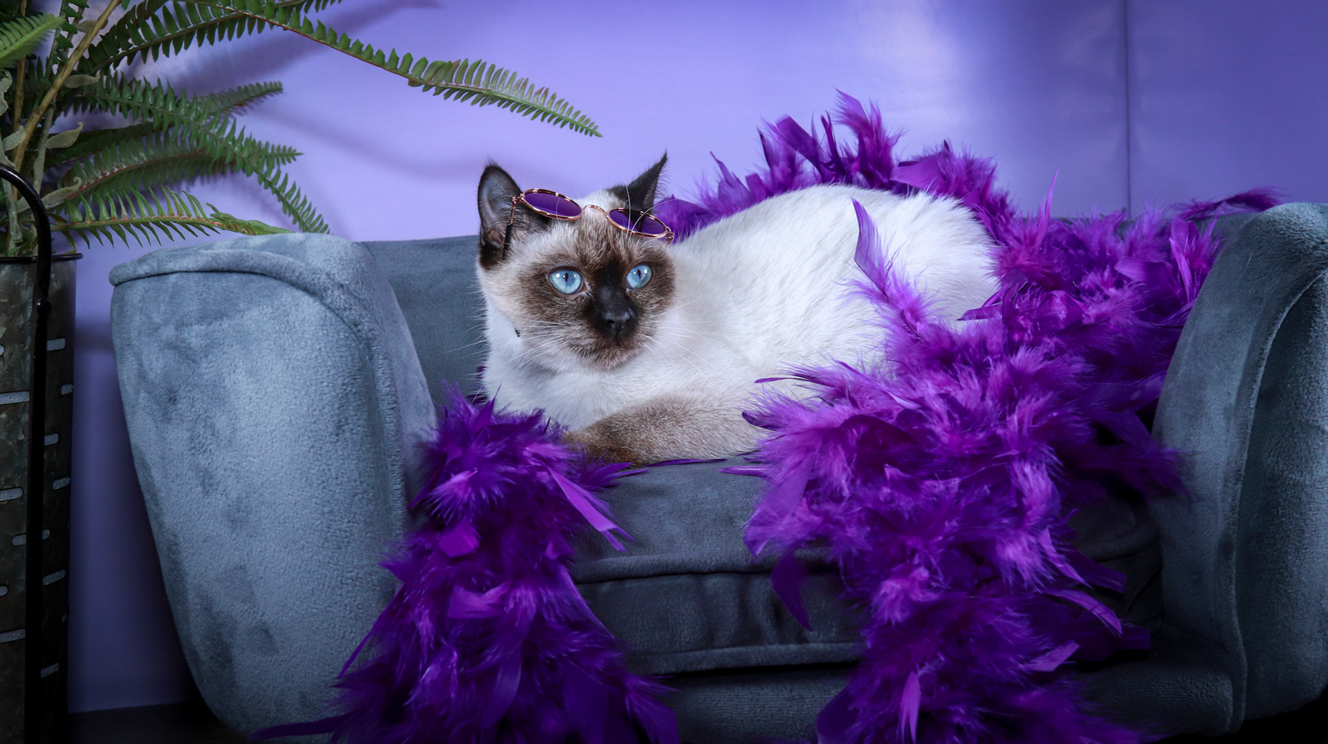 Meci (F-DSH-Seal Point Siamese)