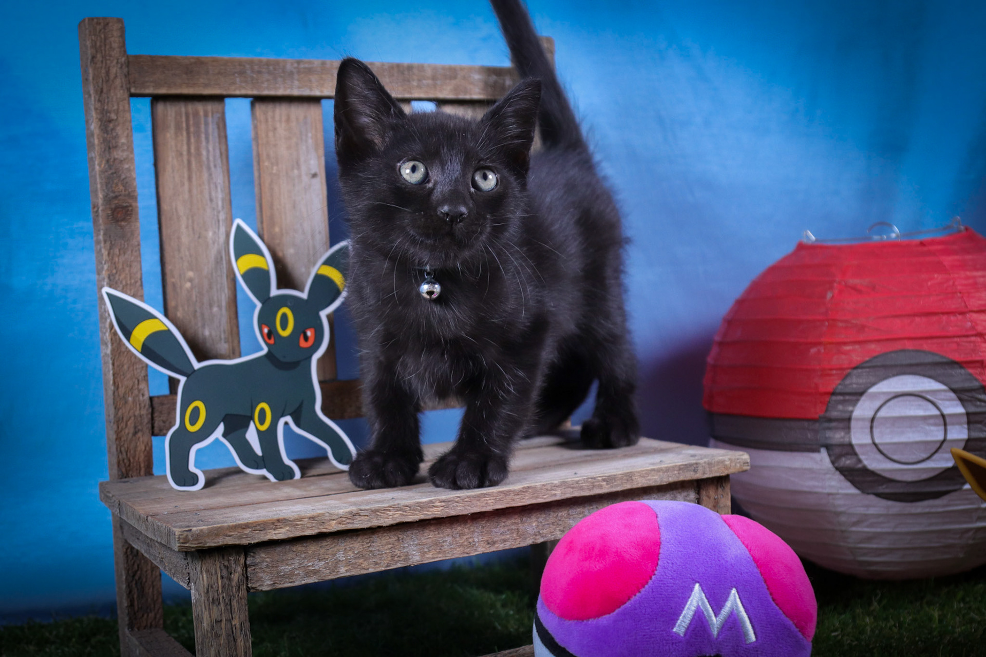 Umbreon (M-DSH-Black)