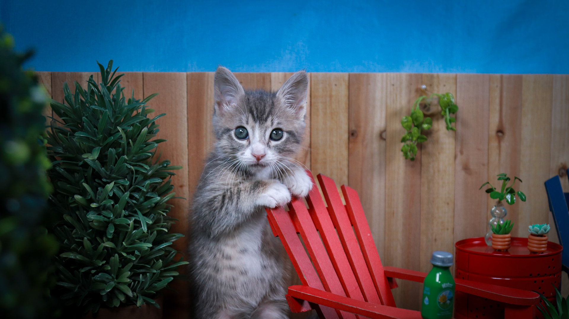 Ming Ming (M-DSH-Gray/White/Tabby)