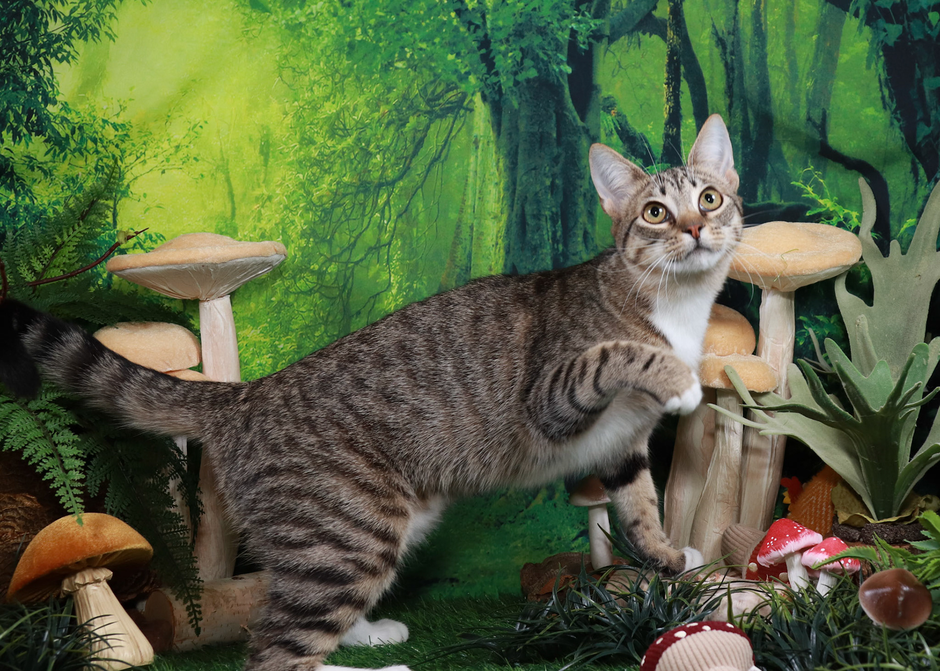 Frankie (F-DSH-Grey/Tabby)