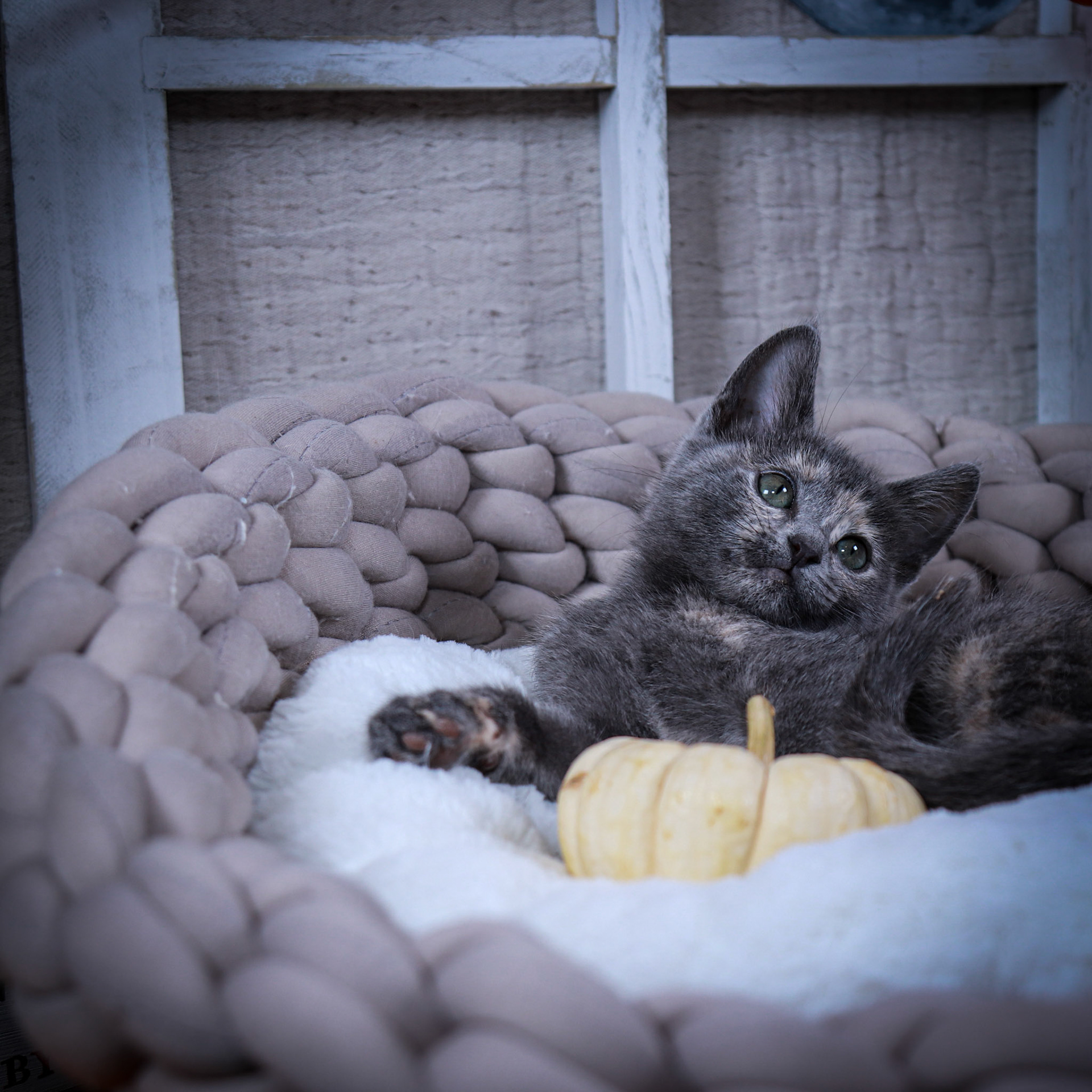 Chloe (F-DSH-Dilute/Torbie)