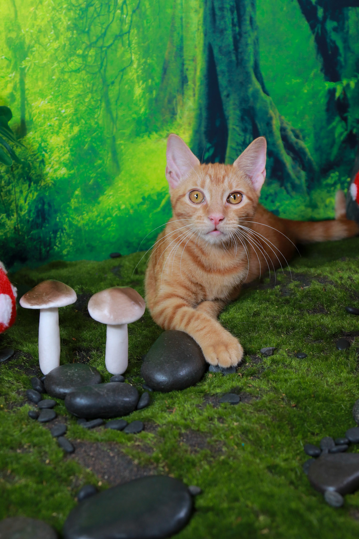 Peaches (F-DSH-Ginger/Tabby)