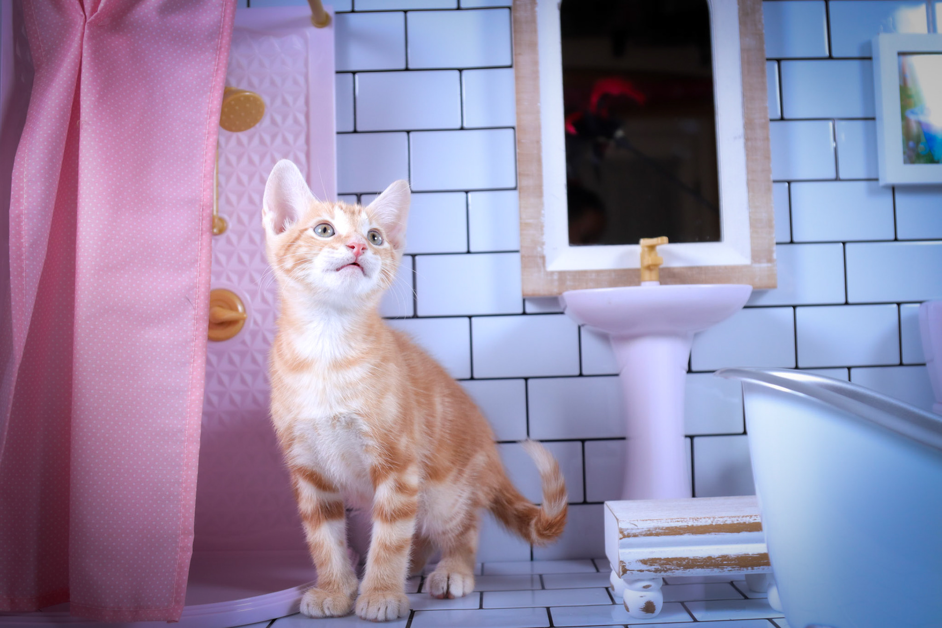 Cheetos (M-DSH-Dark/Bullseye/Ginger Tabby)