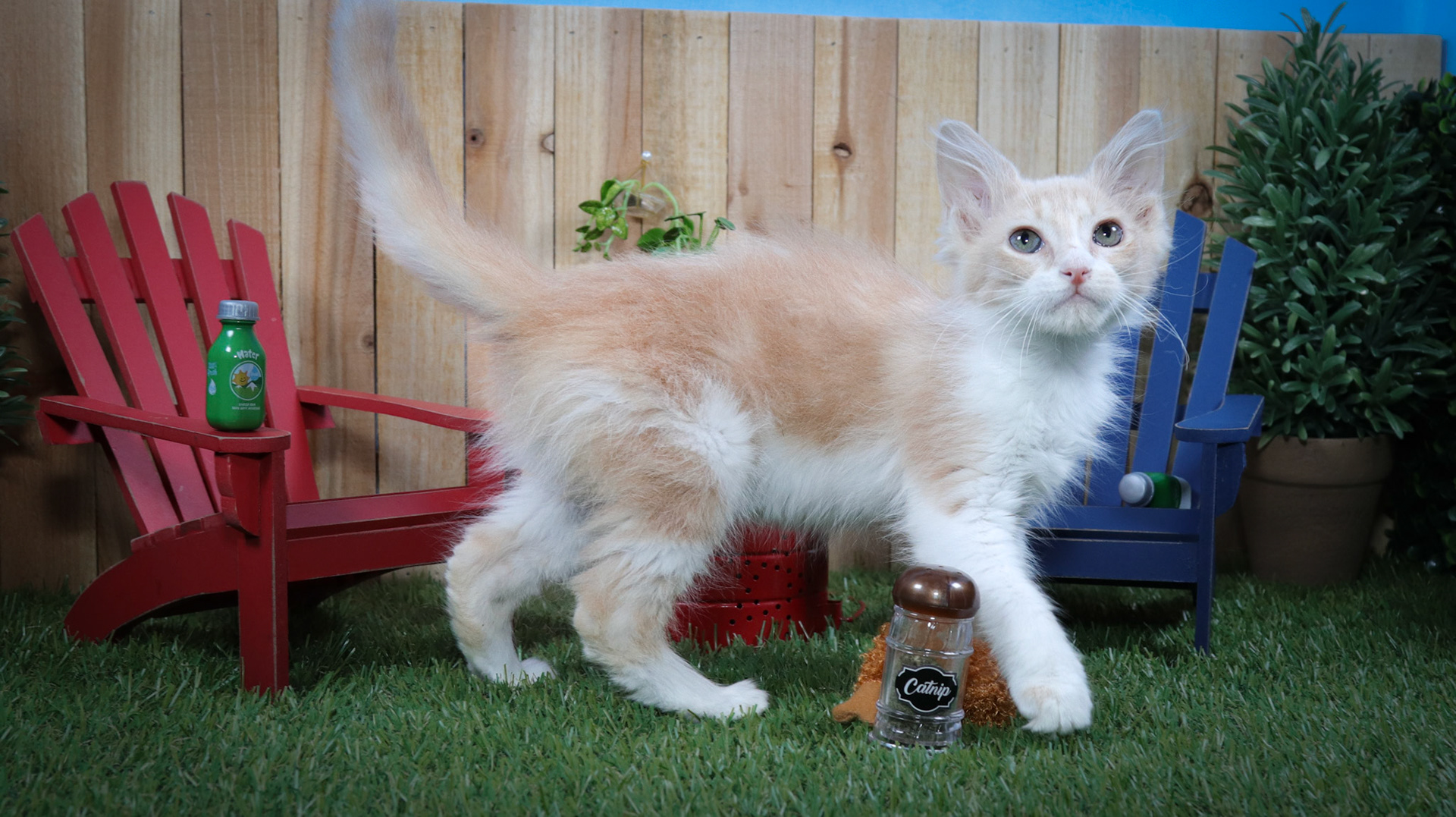 Frannie (F-DMH-Ginger/White)