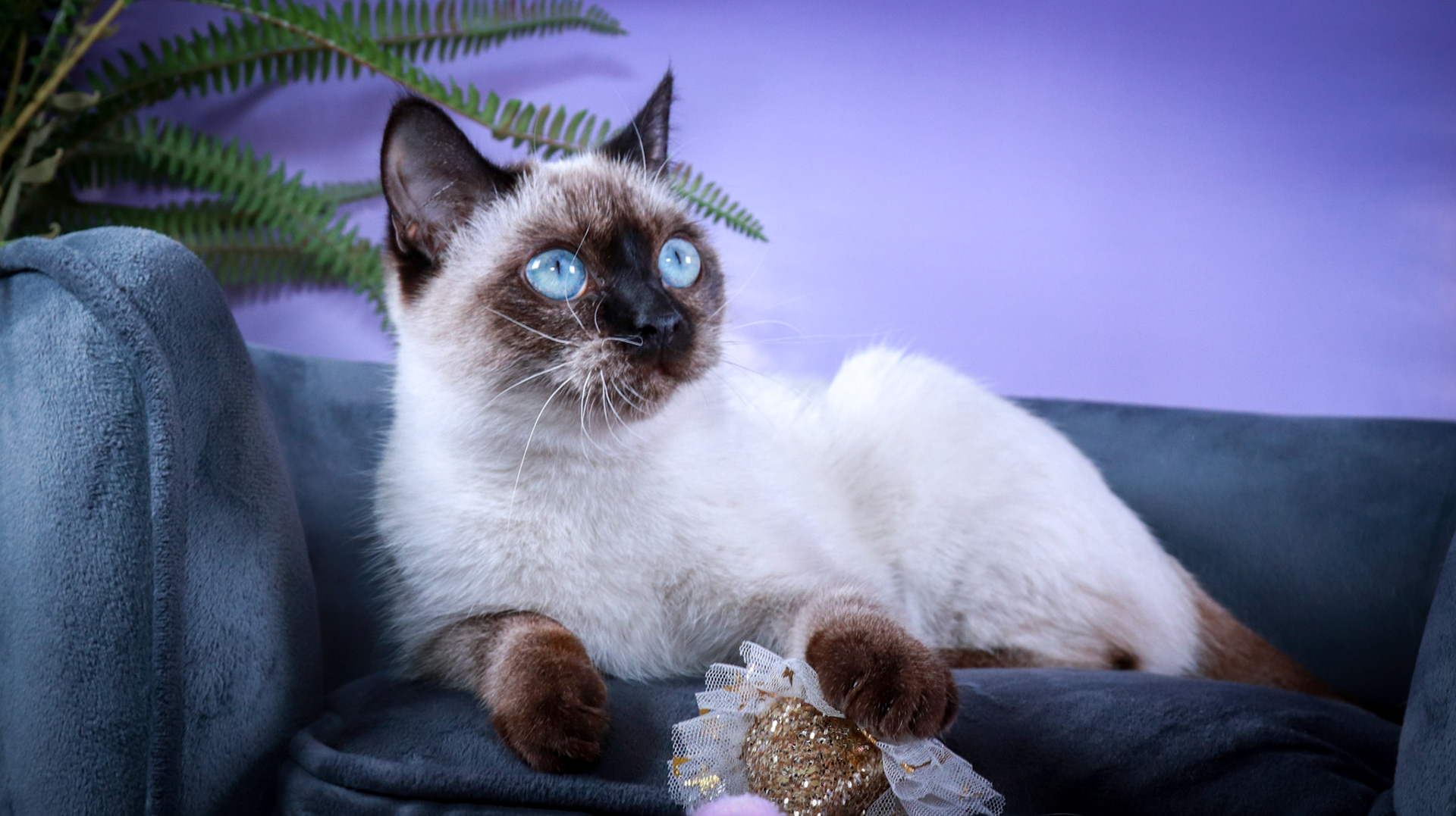 Meci (F-DSH-Seal Point Siamese)