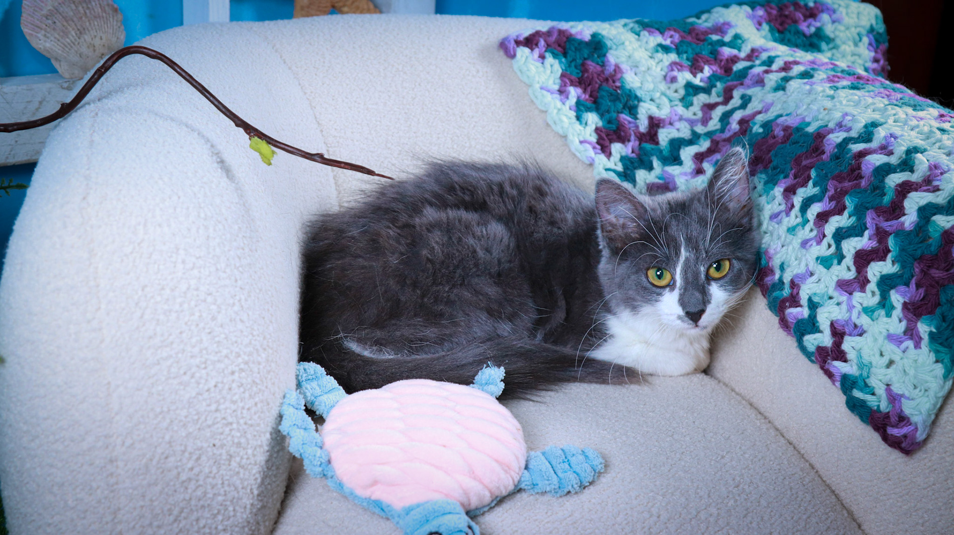 Sweet Beauty (F-DSH-Gray/White)