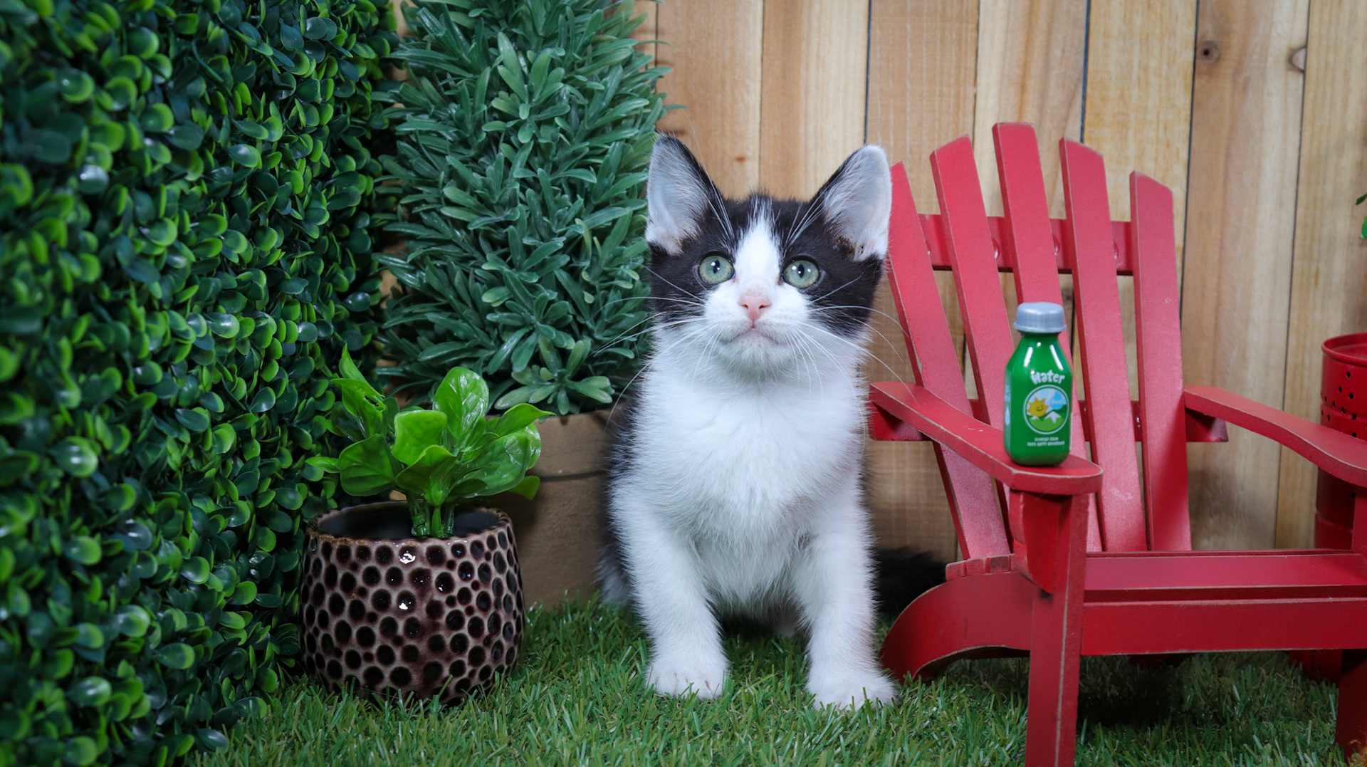 Phineas (M-DSH-Black/White/Tuxie)