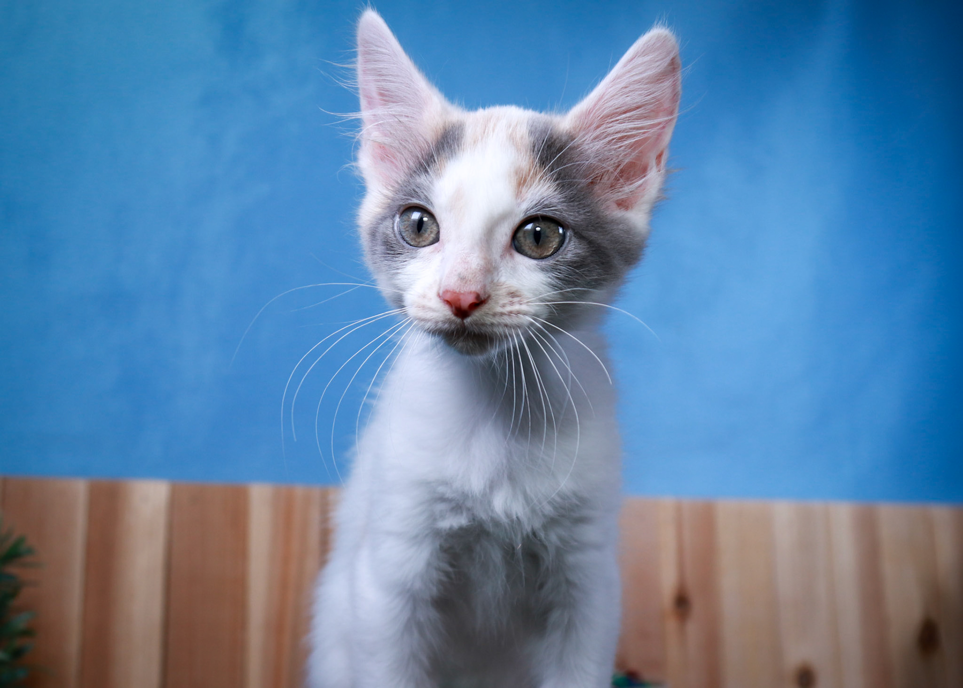 Coconut (F-DSH-Dilute/Calico)