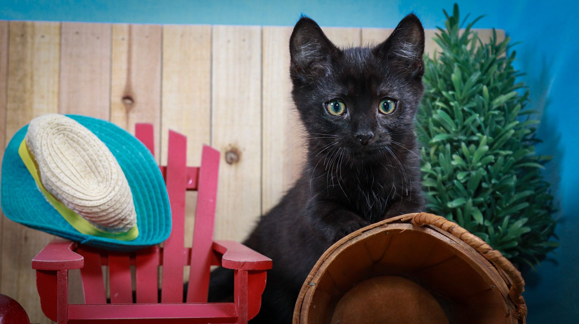 Prospero (M-DSH-Black)