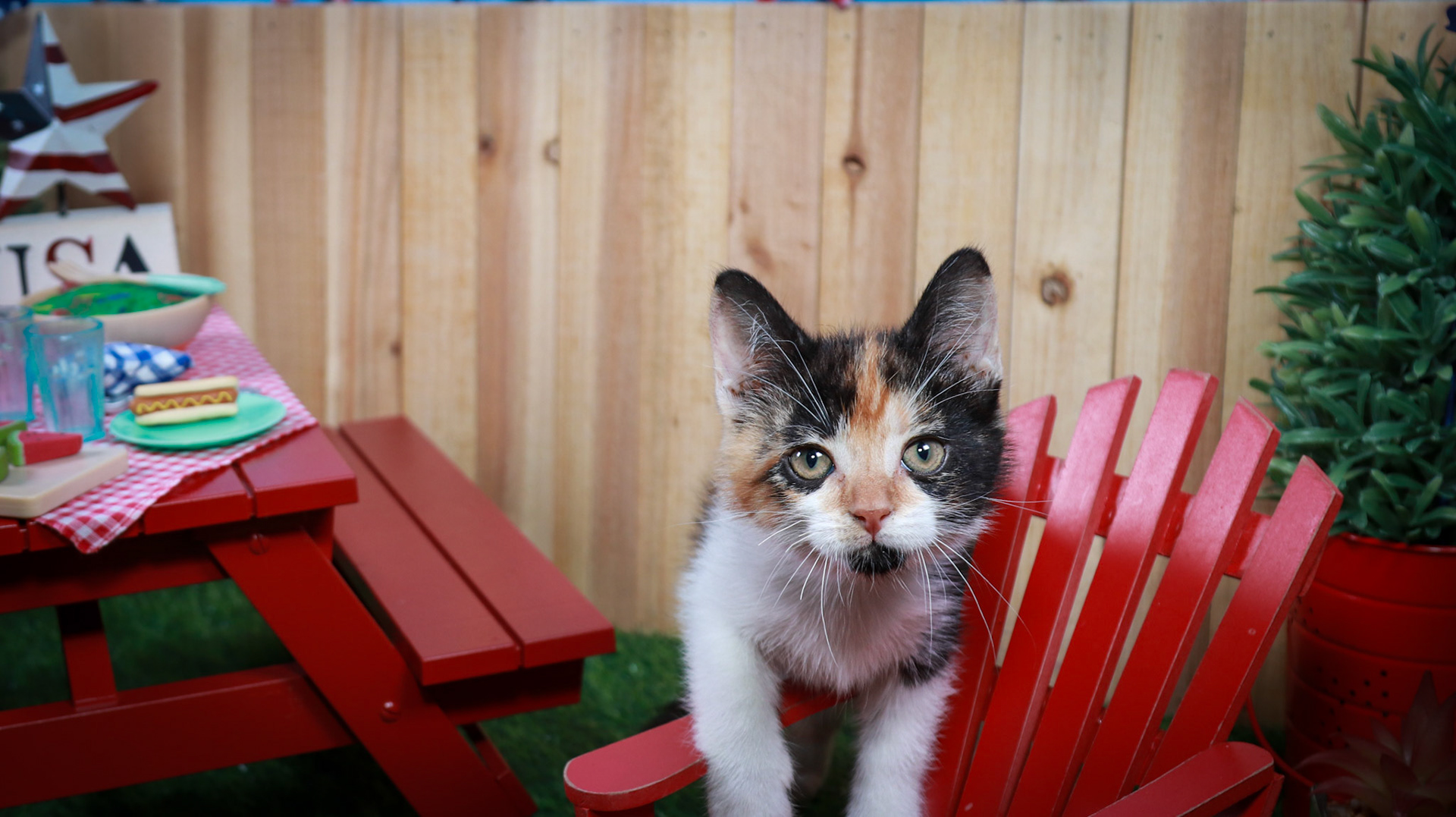 Calypso (F-DSH-Calico)