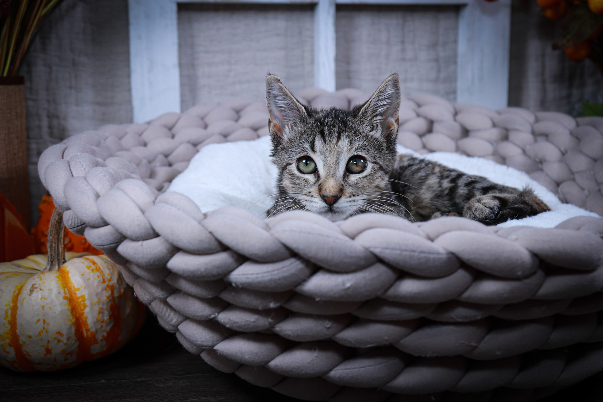 Pepsi (F-DSH-Torbie)