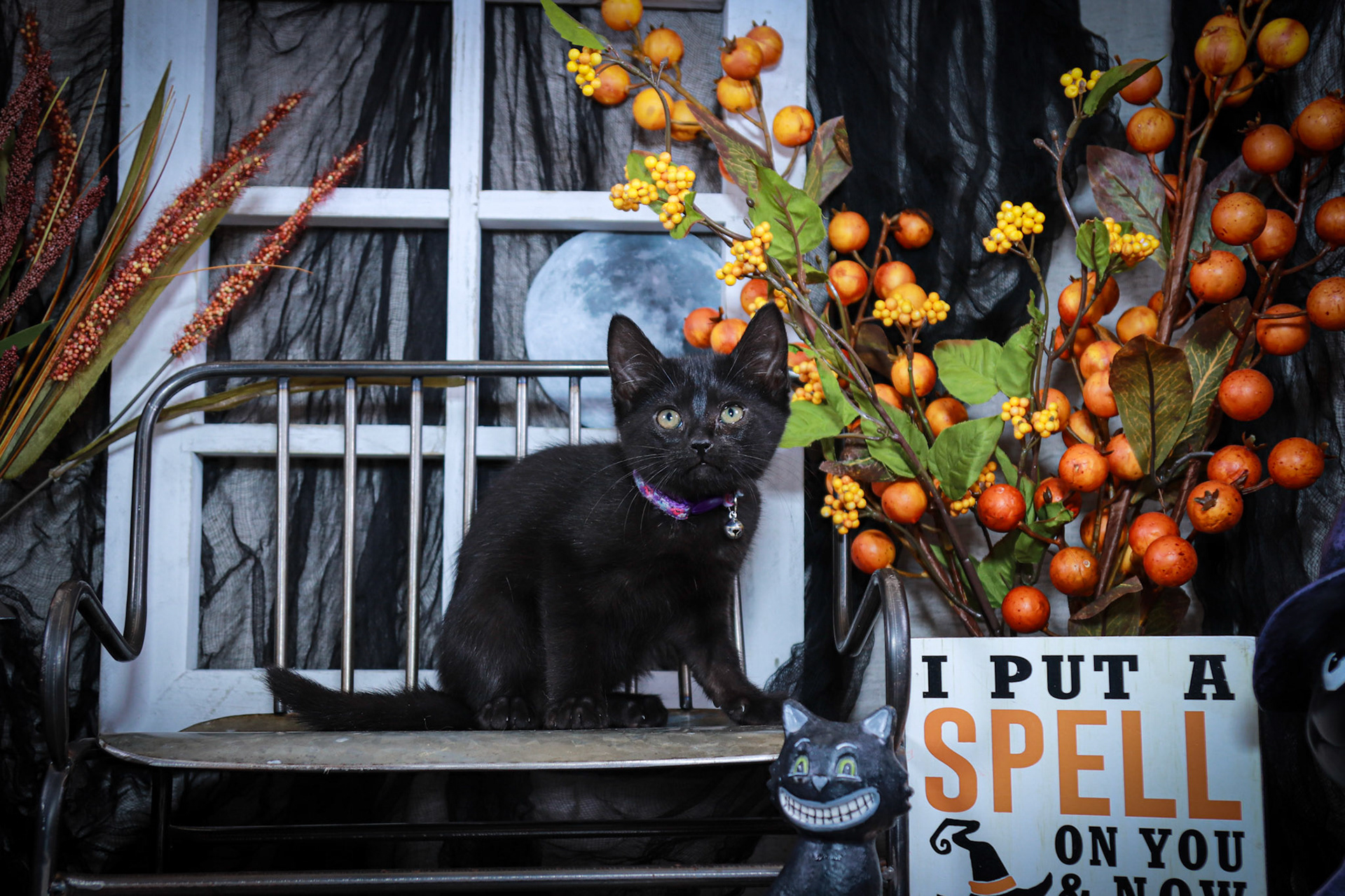 Bobbidi (F-DSH-Black)