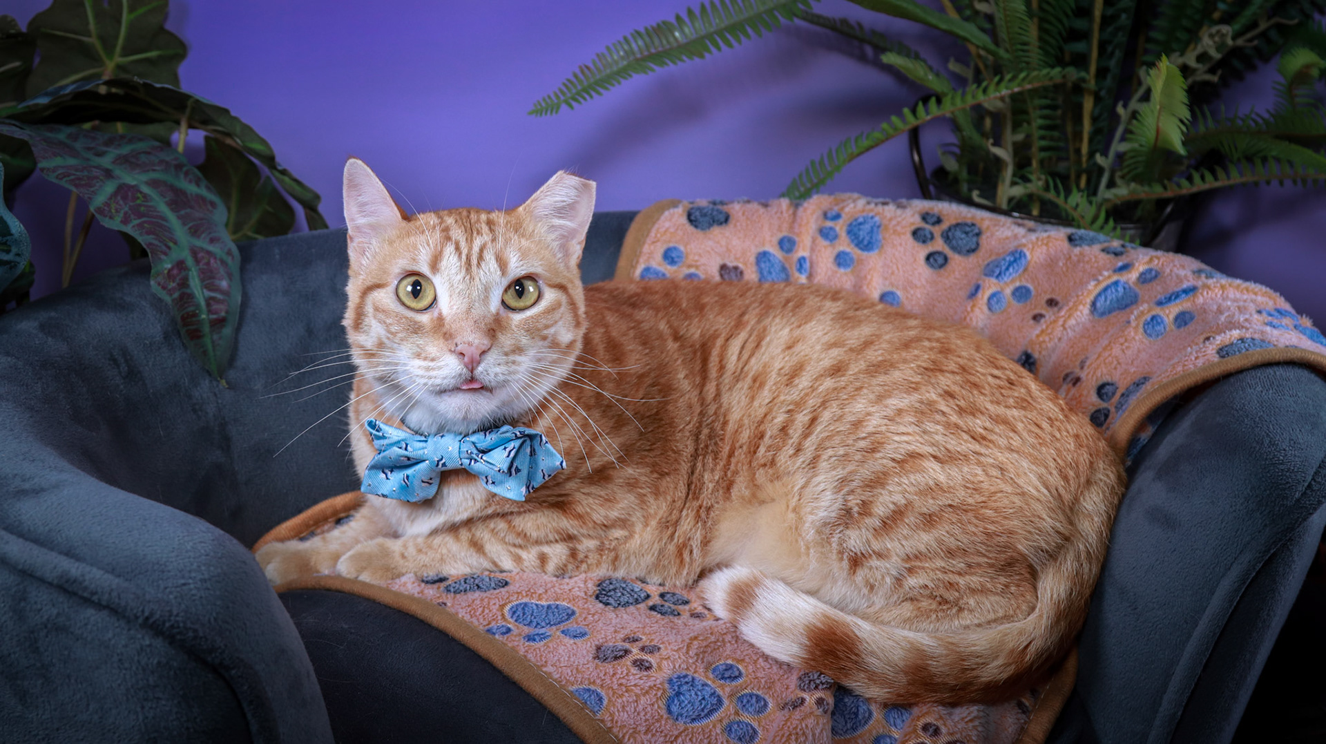 Apollo (M-DSH-Ginger)