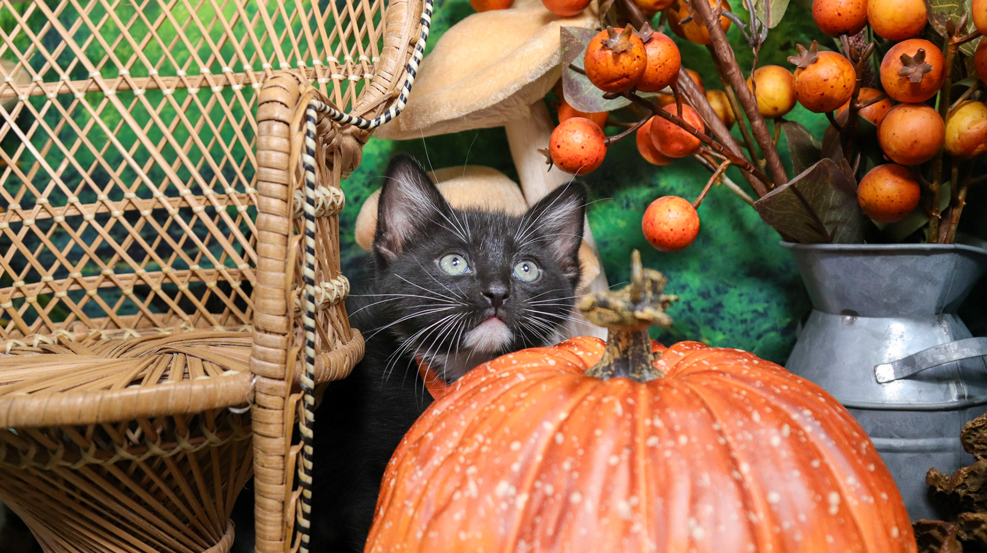 Ash (M-DSH-Black/White/Tuxie)