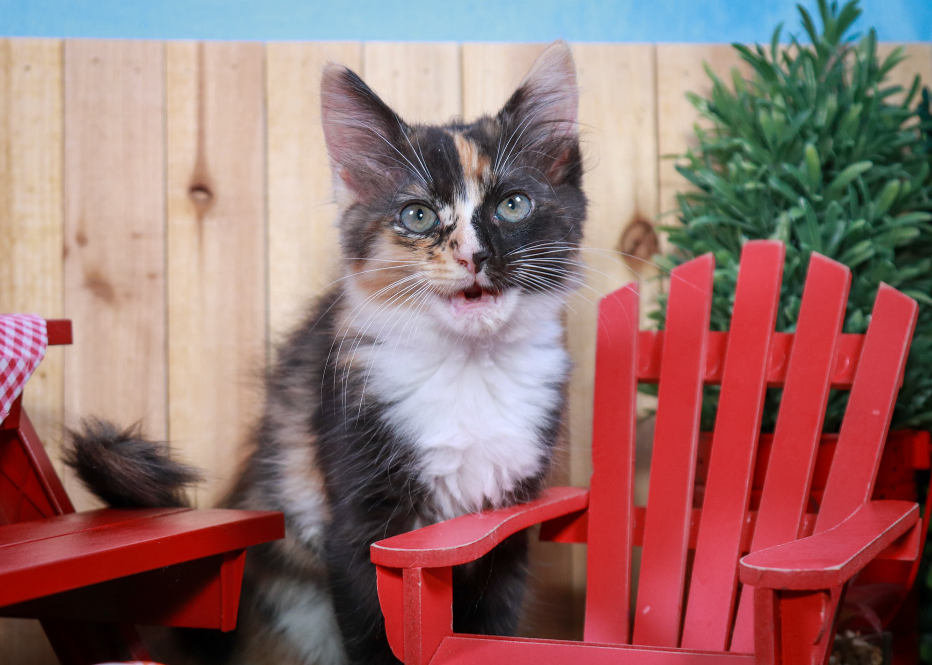 Snickers (F-DMH-Dilute/Calico)