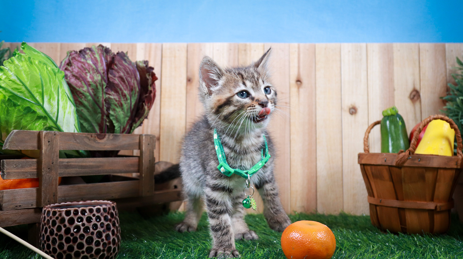 Walter (M-DSH-Tabby)