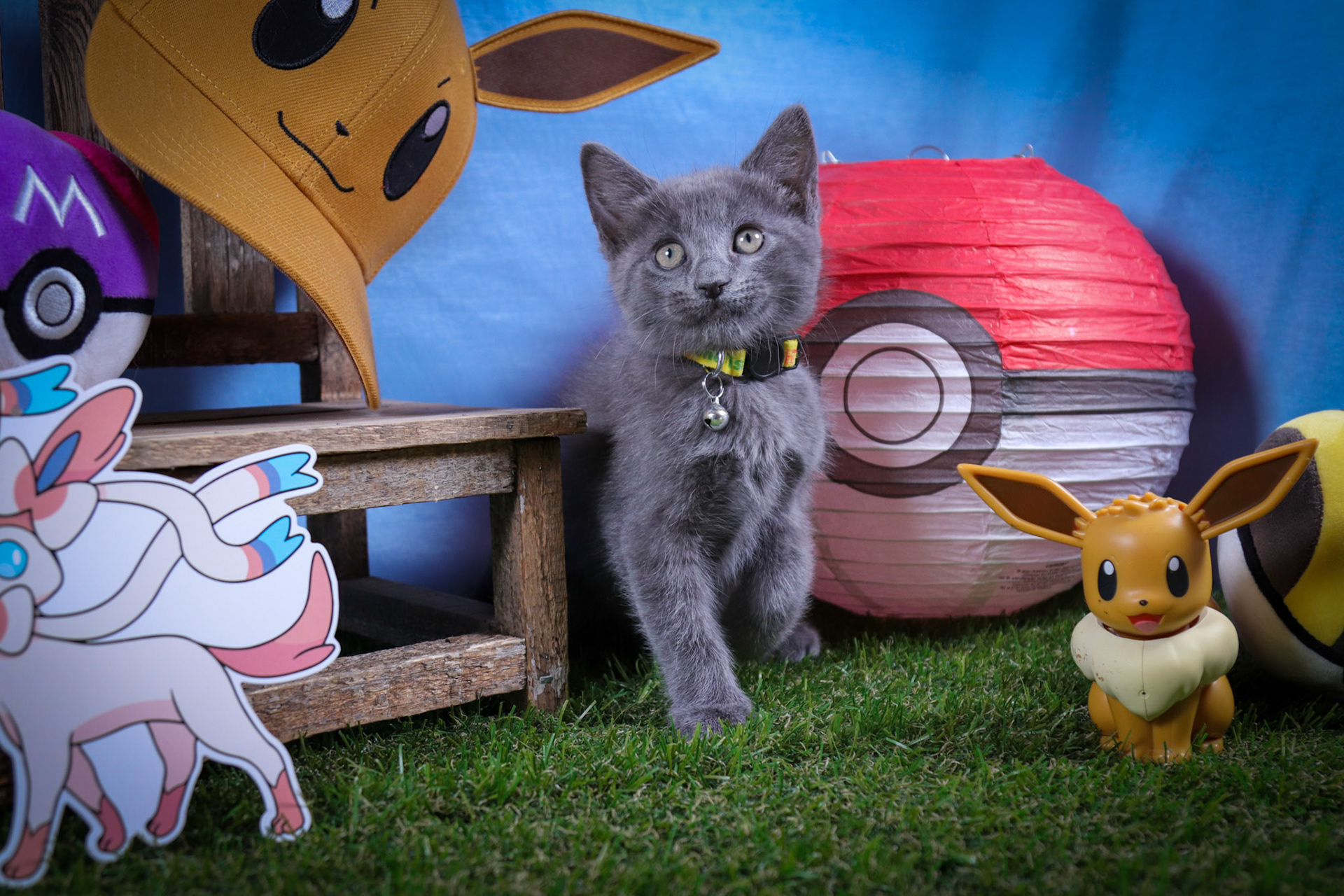Silveon (F-DSH-Grey)